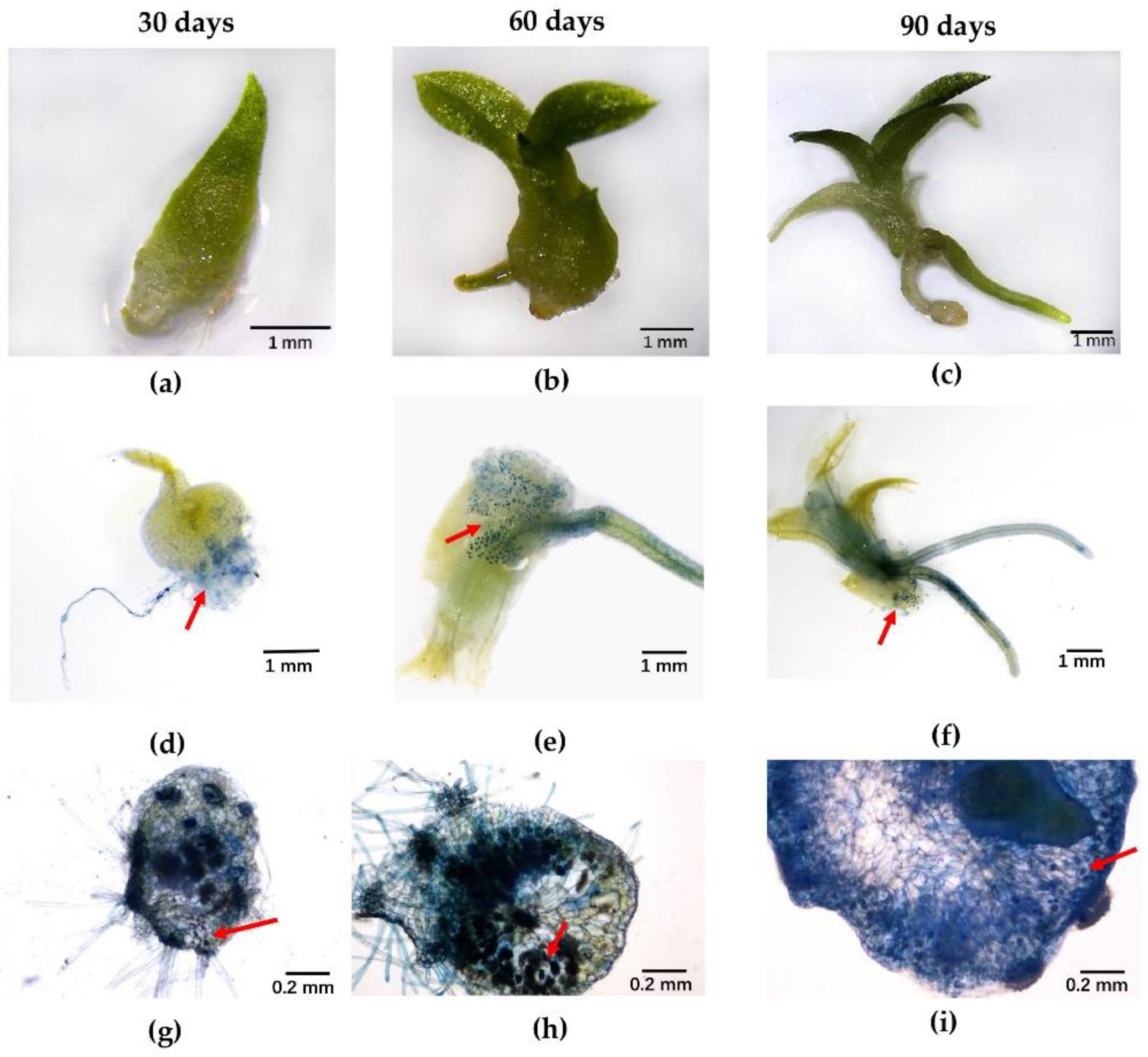 Horticulturae 08 01213 g004 Horticulturae 08 01213 g004