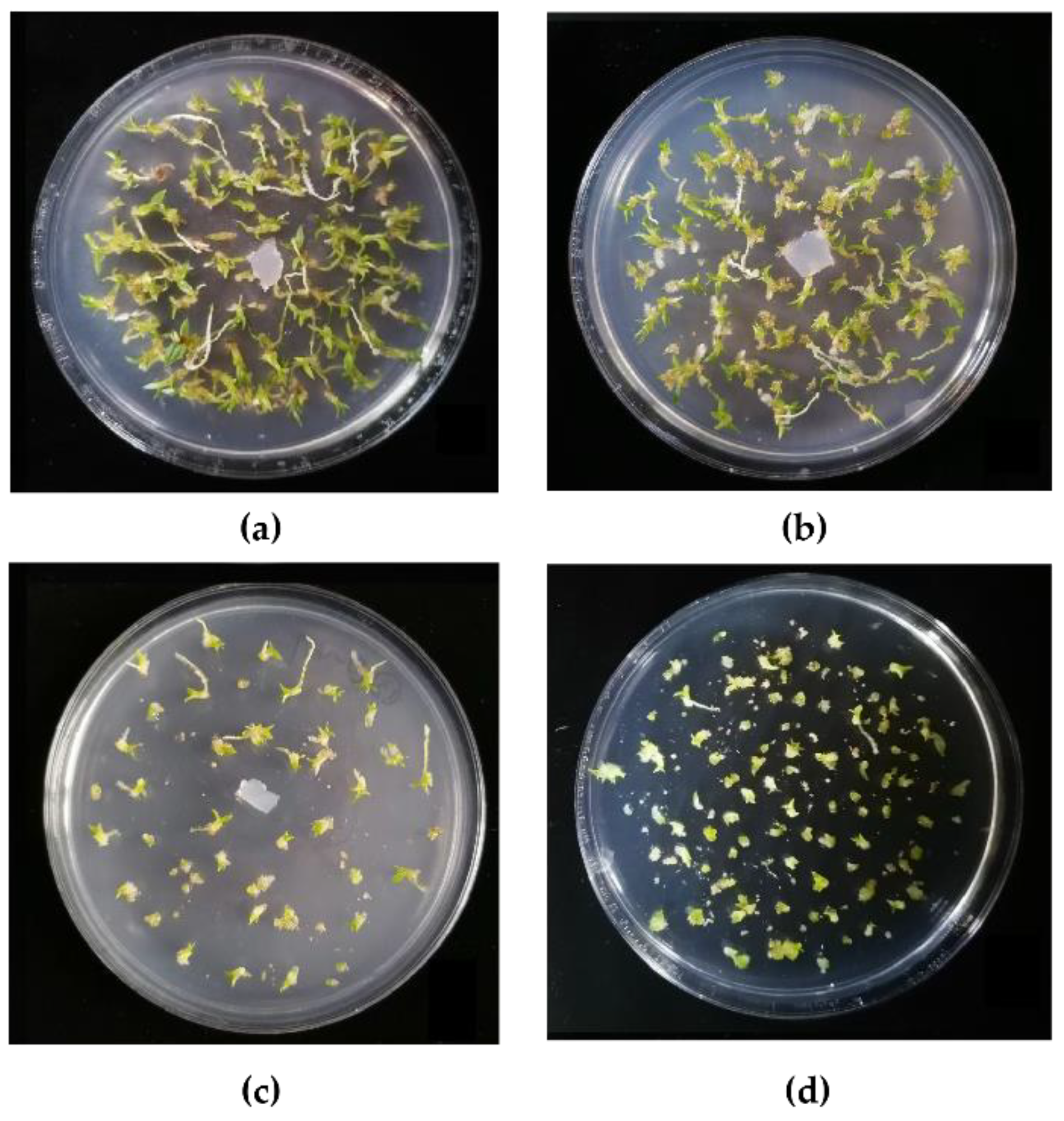 Horticulturae 08 01213 g006 Horticulturae 08 01213 g006