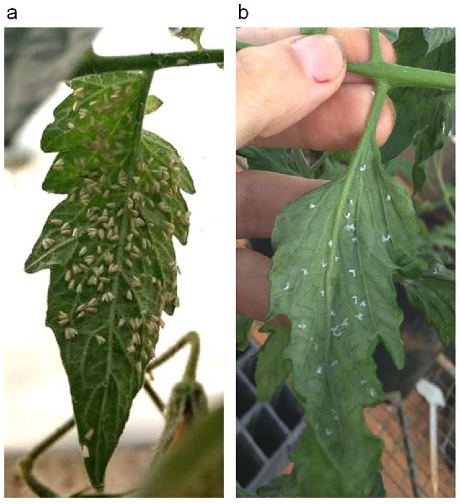 Horticulturae 08 01217 g003 Horticulturae 08 01217 g003