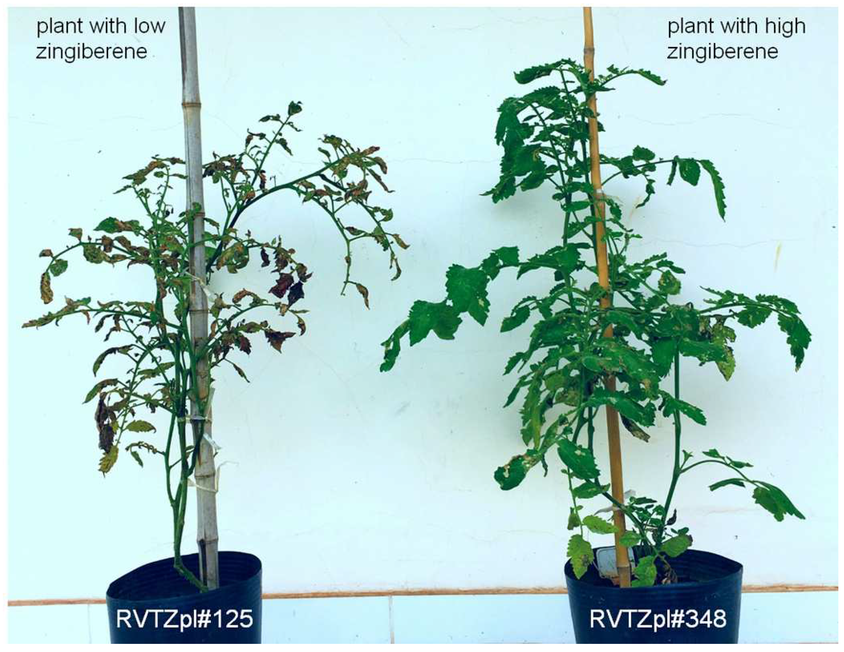 Horticulturae 08 01217 g004 Horticulturae 08 01217 g004