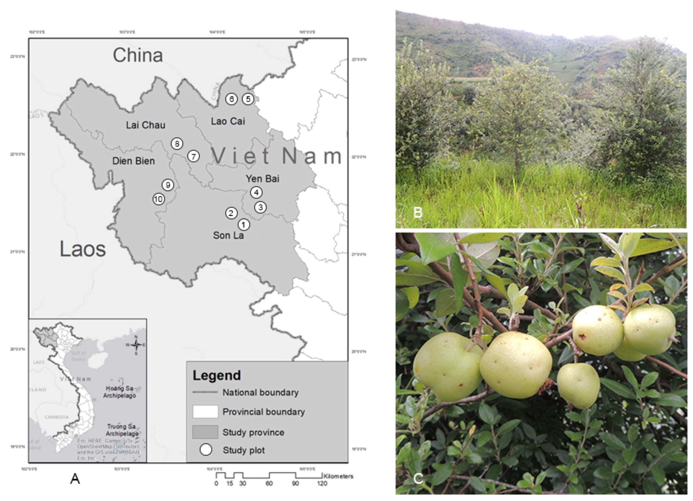 Horticulturae 08 01219 g001 Horticulturae 08 01219 g001