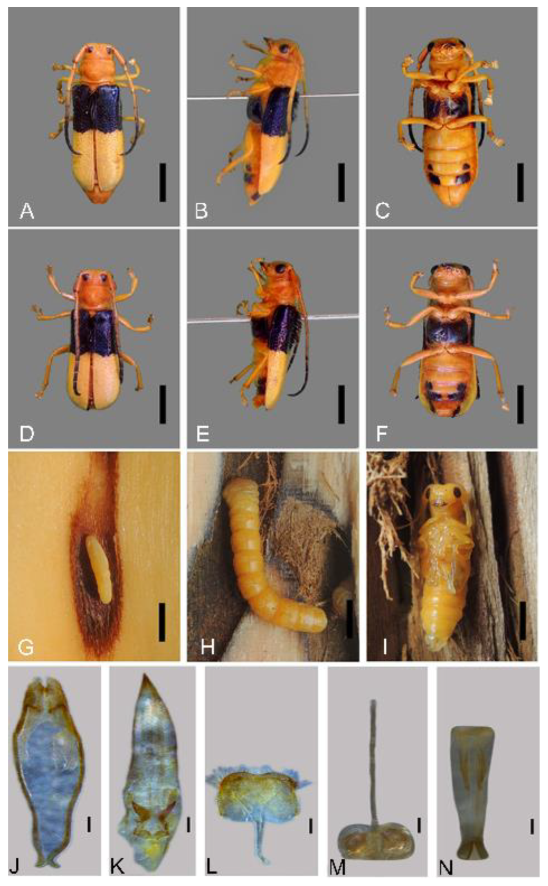 Horticulturae 08 01219 g002 Horticulturae 08 01219 g002