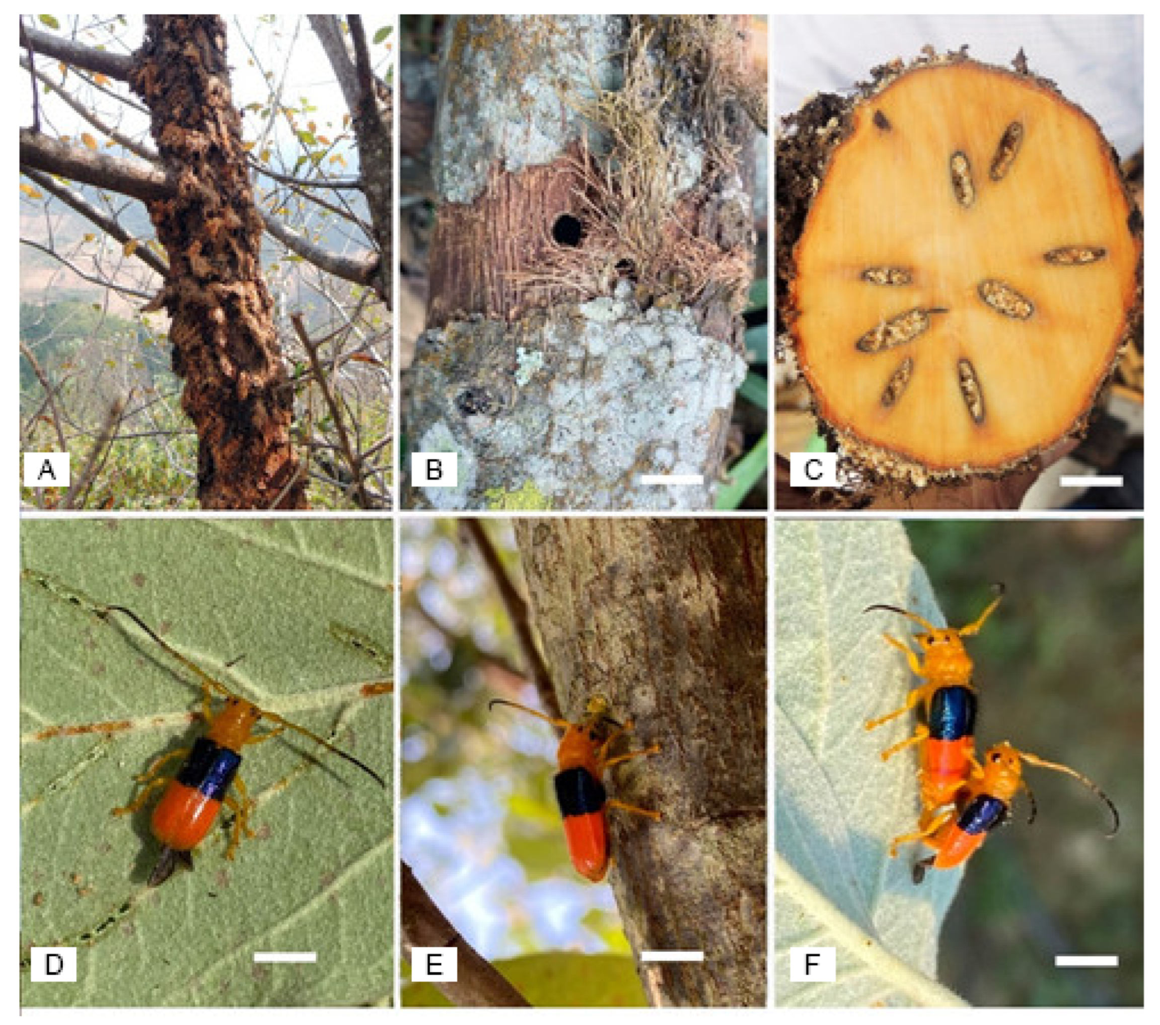 Horticulturae 08 01219 g003 Horticulturae 08 01219 g003