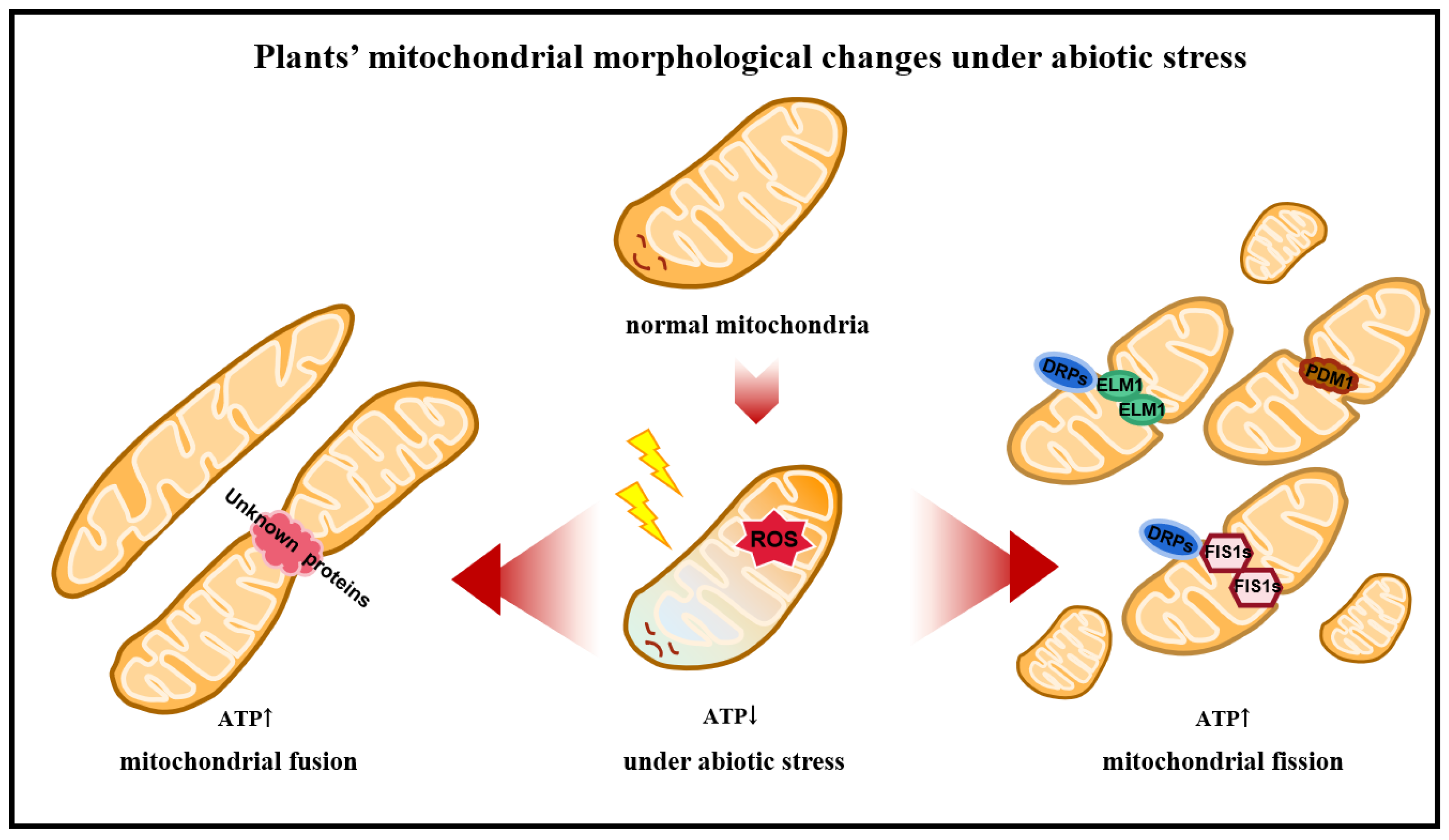format Indvandring Sprede Horticulturae | Free Full-Text | Specific Changes in Morphology and  Dynamics of Plant Mitochondria under Abiotic Stress
