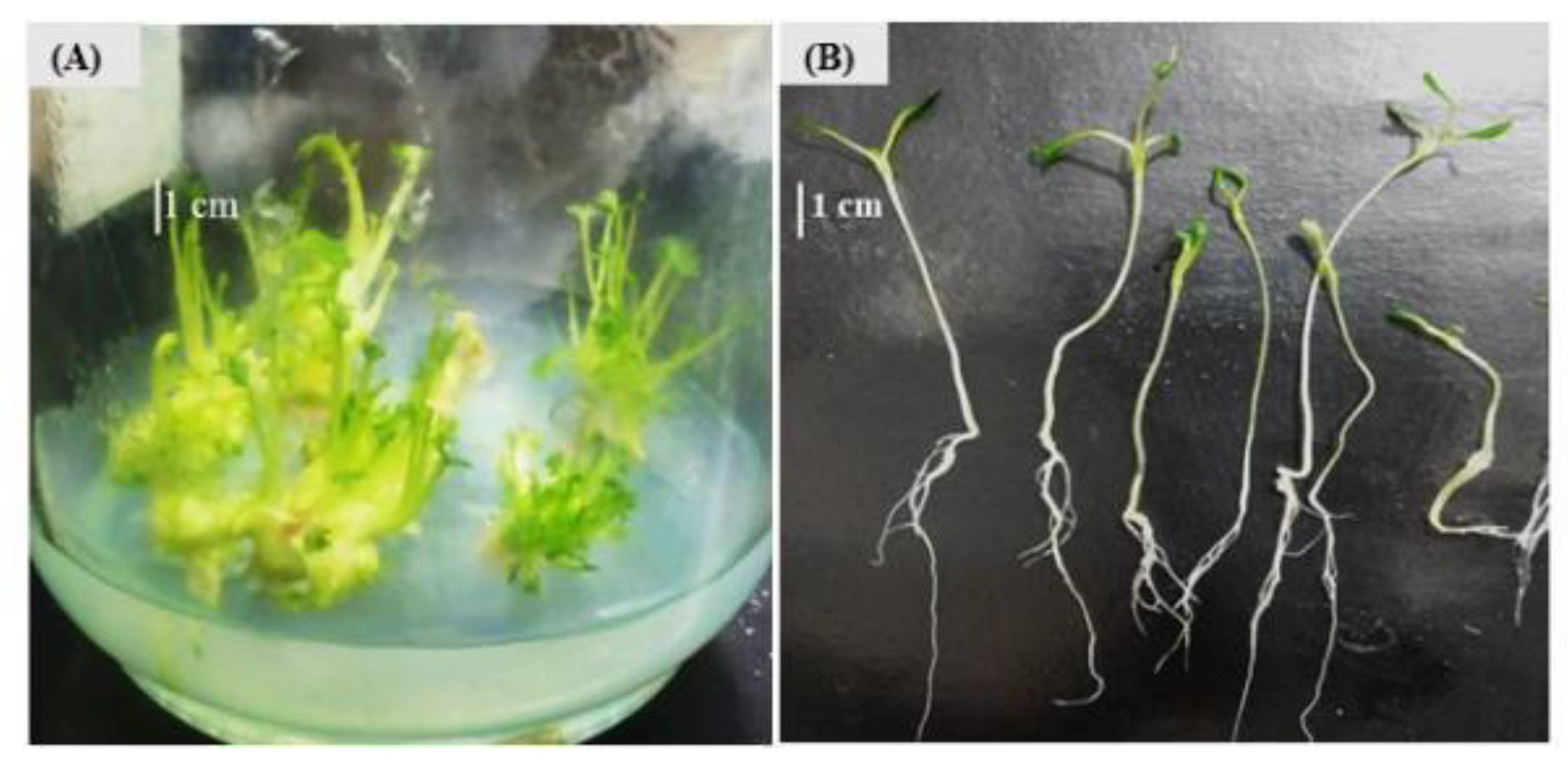 Horticulturae 09 00022 g001 Horticulturae 09 00022 g001