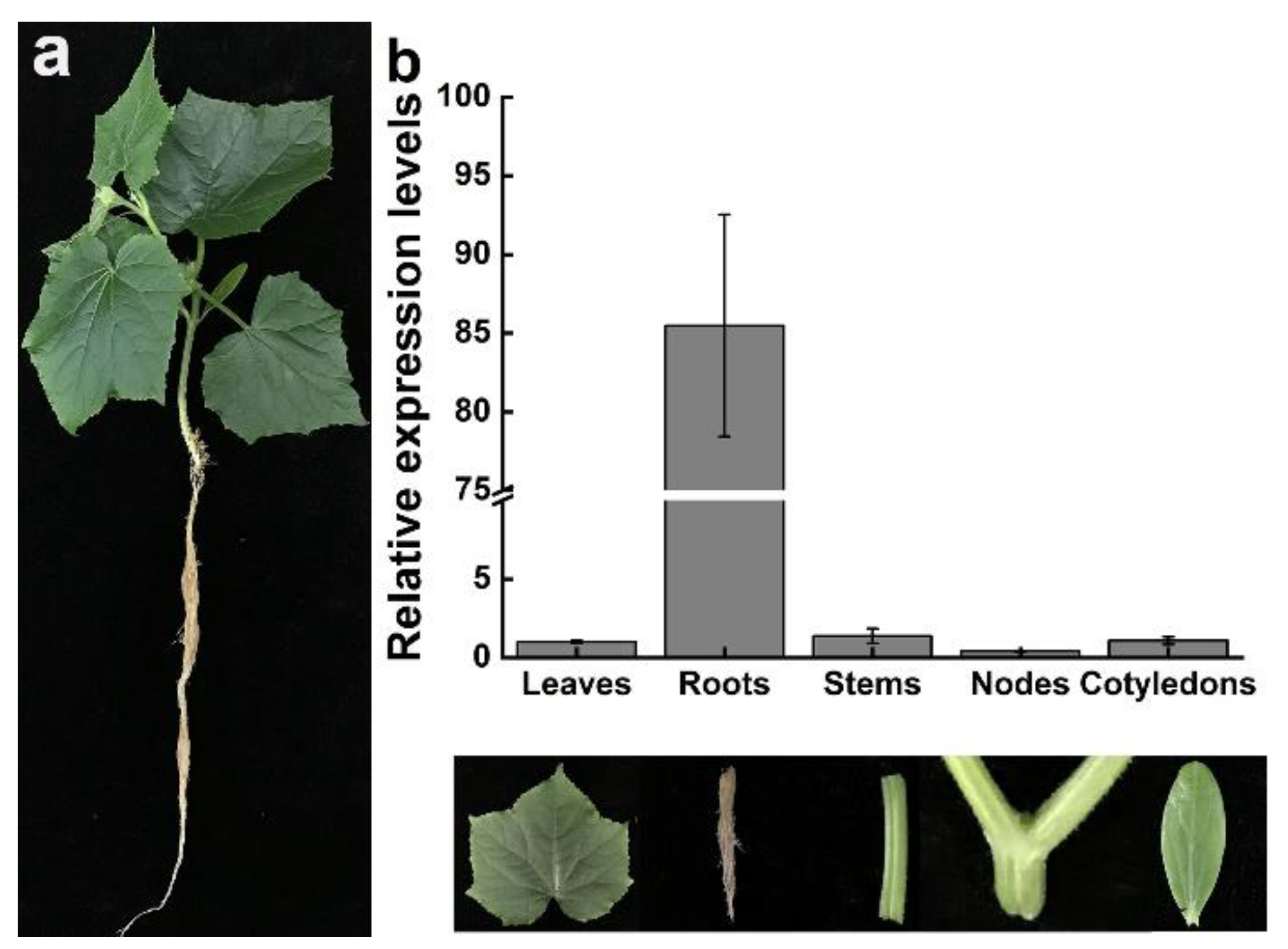 Horticulturae 09 00023 g002