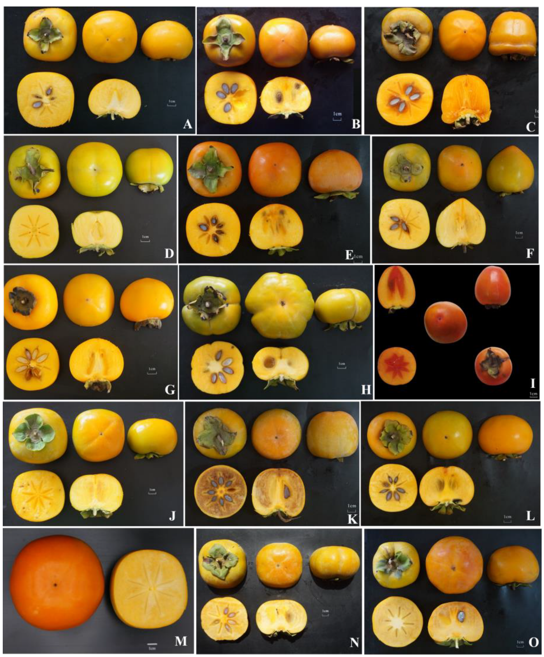 Horticulturae 09 00024 g002