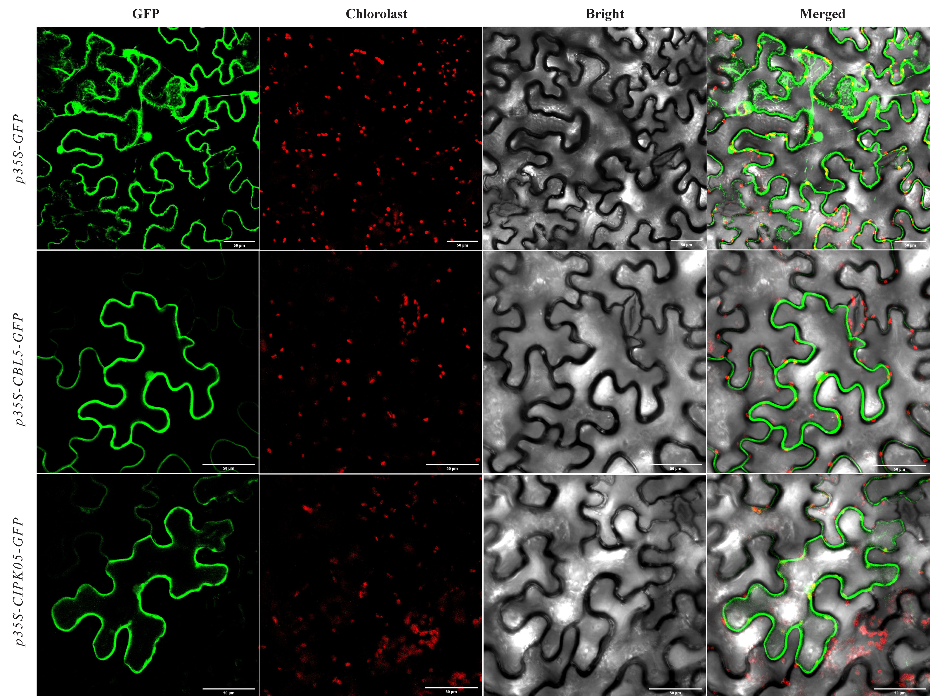 Horticulturae 09 00030 g008 Horticulturae 09 00030 g008