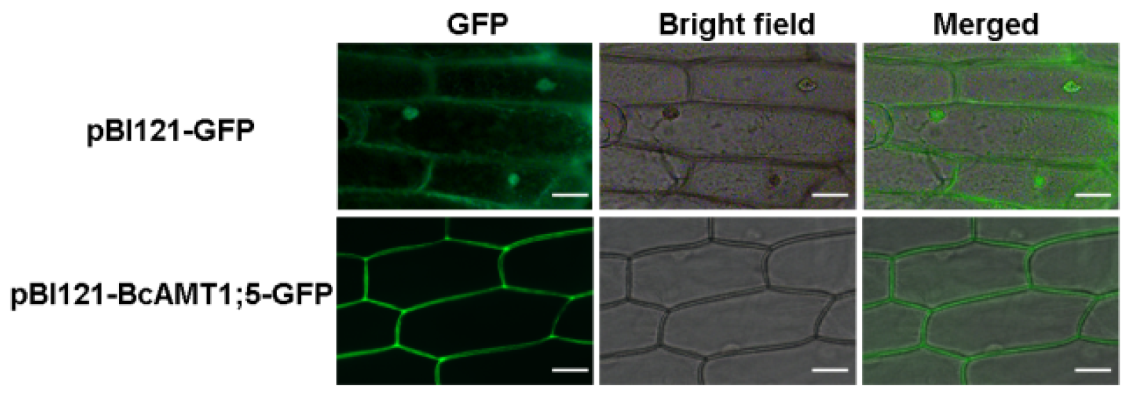 Horticulturae 09 00043 g002