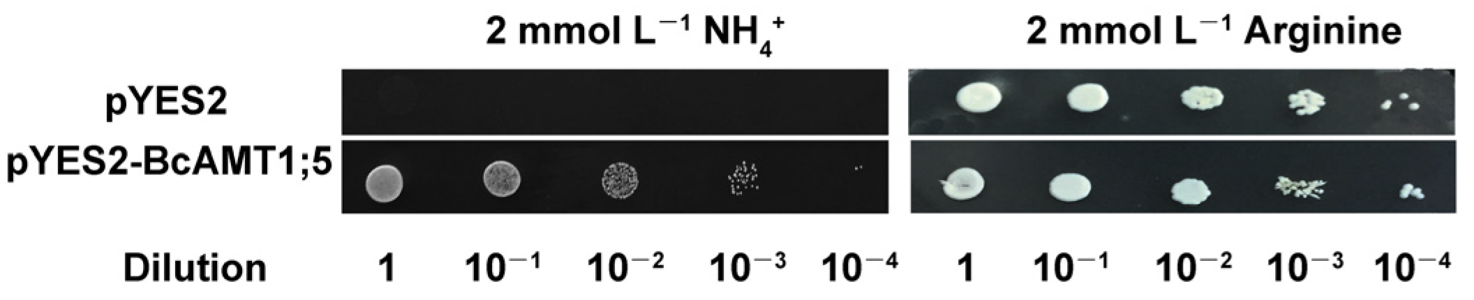 Horticulturae 09 00043 g003
