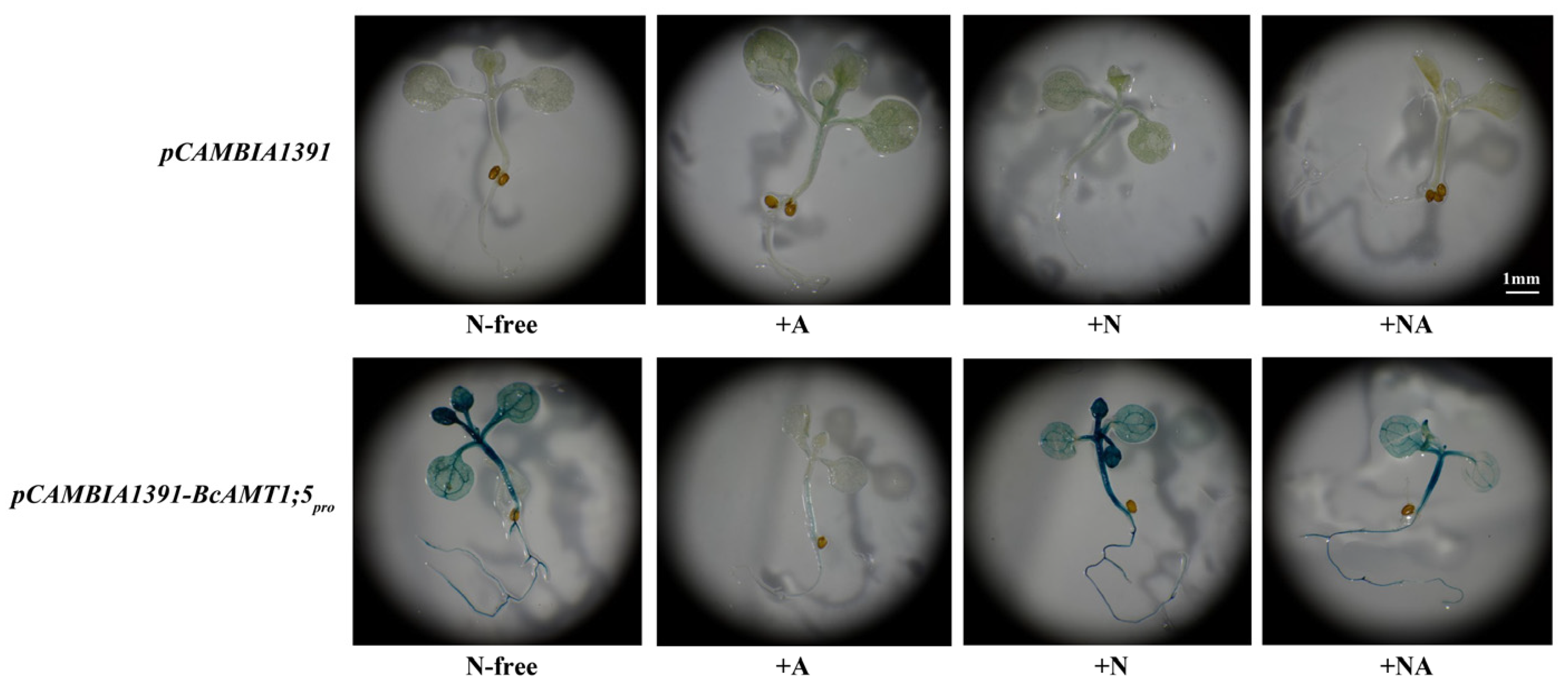 Horticulturae 09 00043 g008