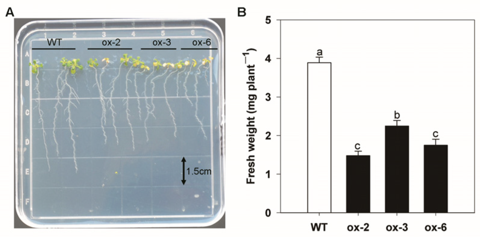 Horticulturae 09 00043 g010