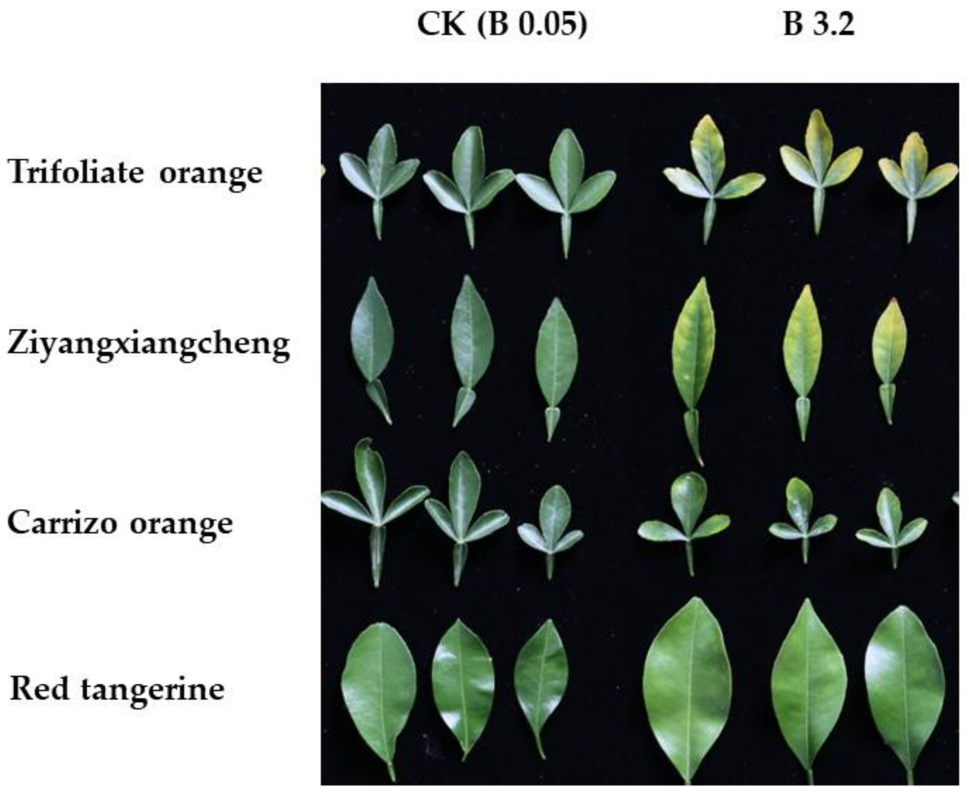 Horticulturae Free FullText Tolerance and Physiological Responses