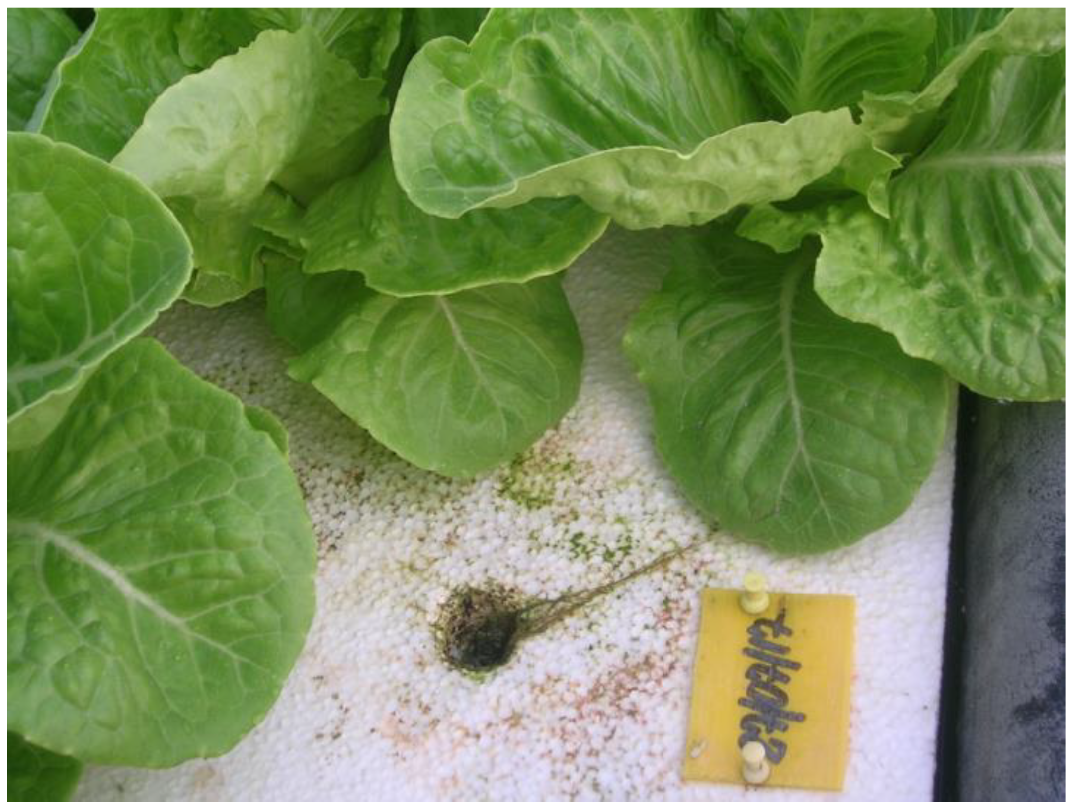 Horticulturae 09 00051 g002