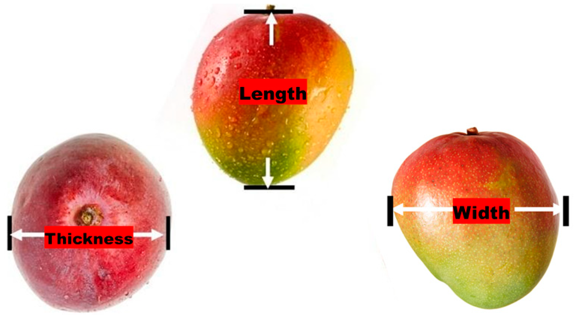 Horticulturae Free FullText InOrchard Sizing of Mango Fruit 2