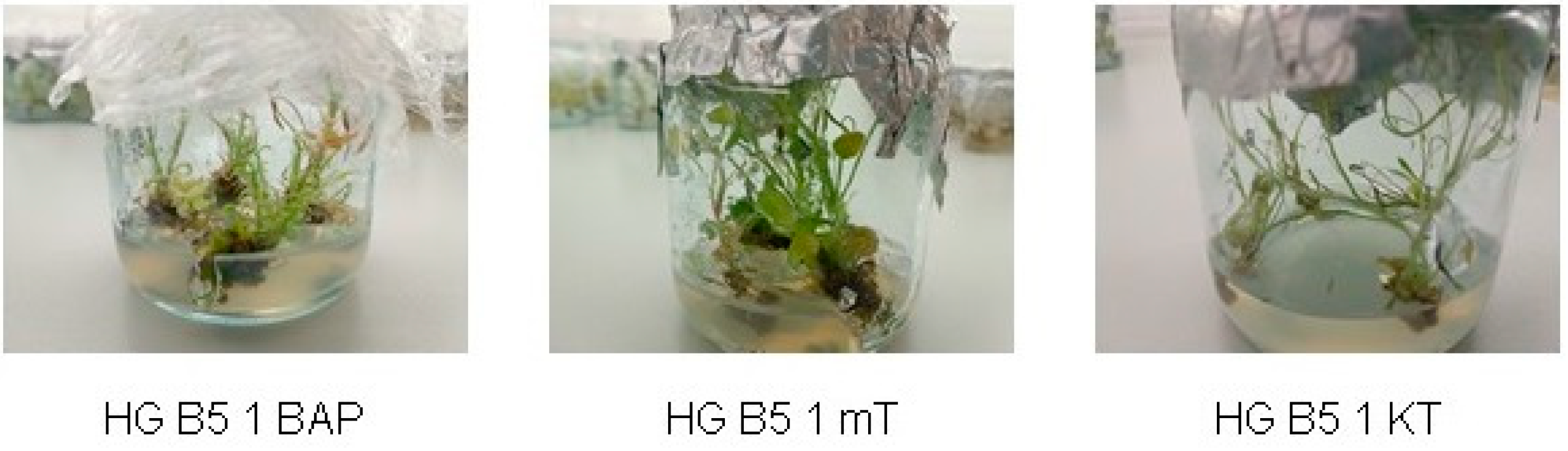 Horticulturae 09 00060 g002