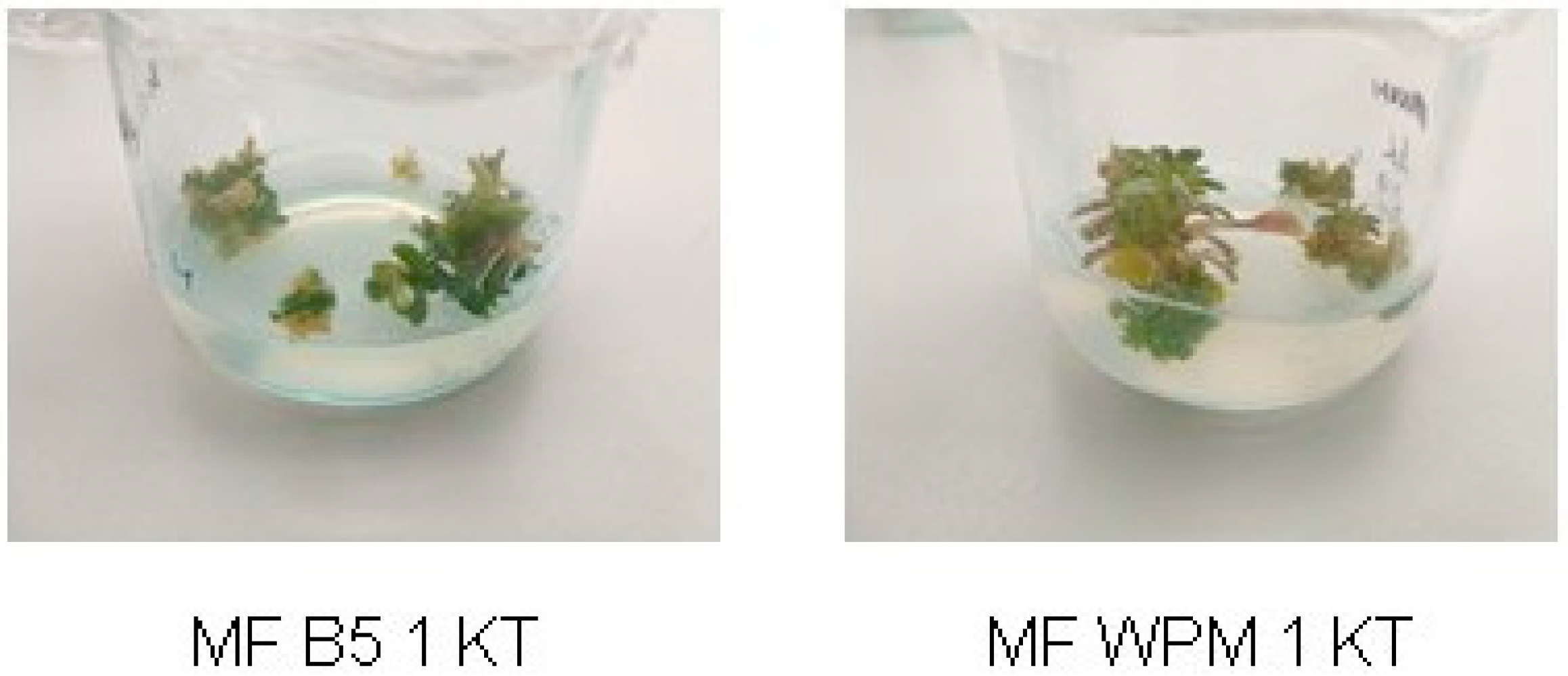 Horticulturae 09 00060 g004