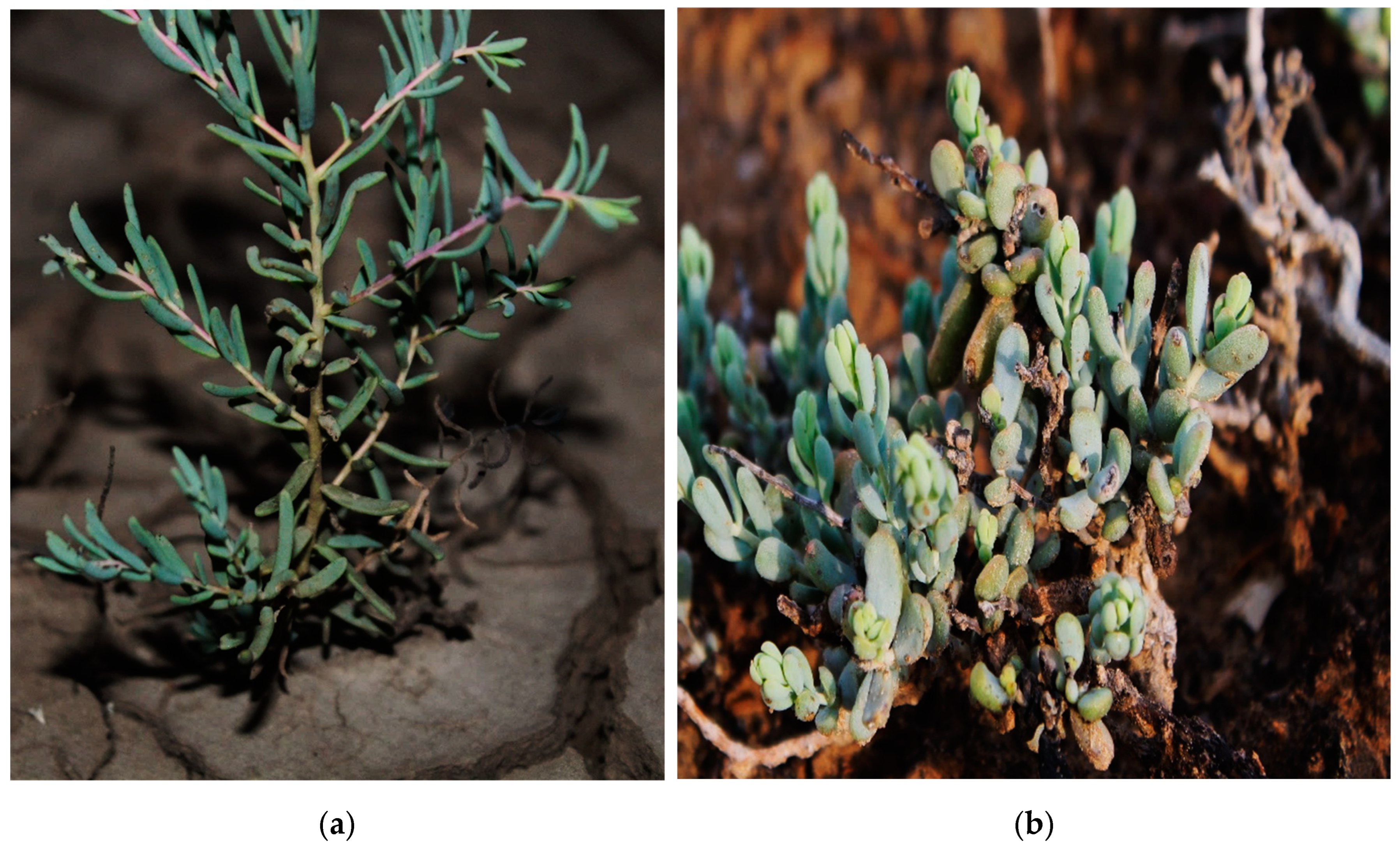 Horticulturae 09 00074 g001