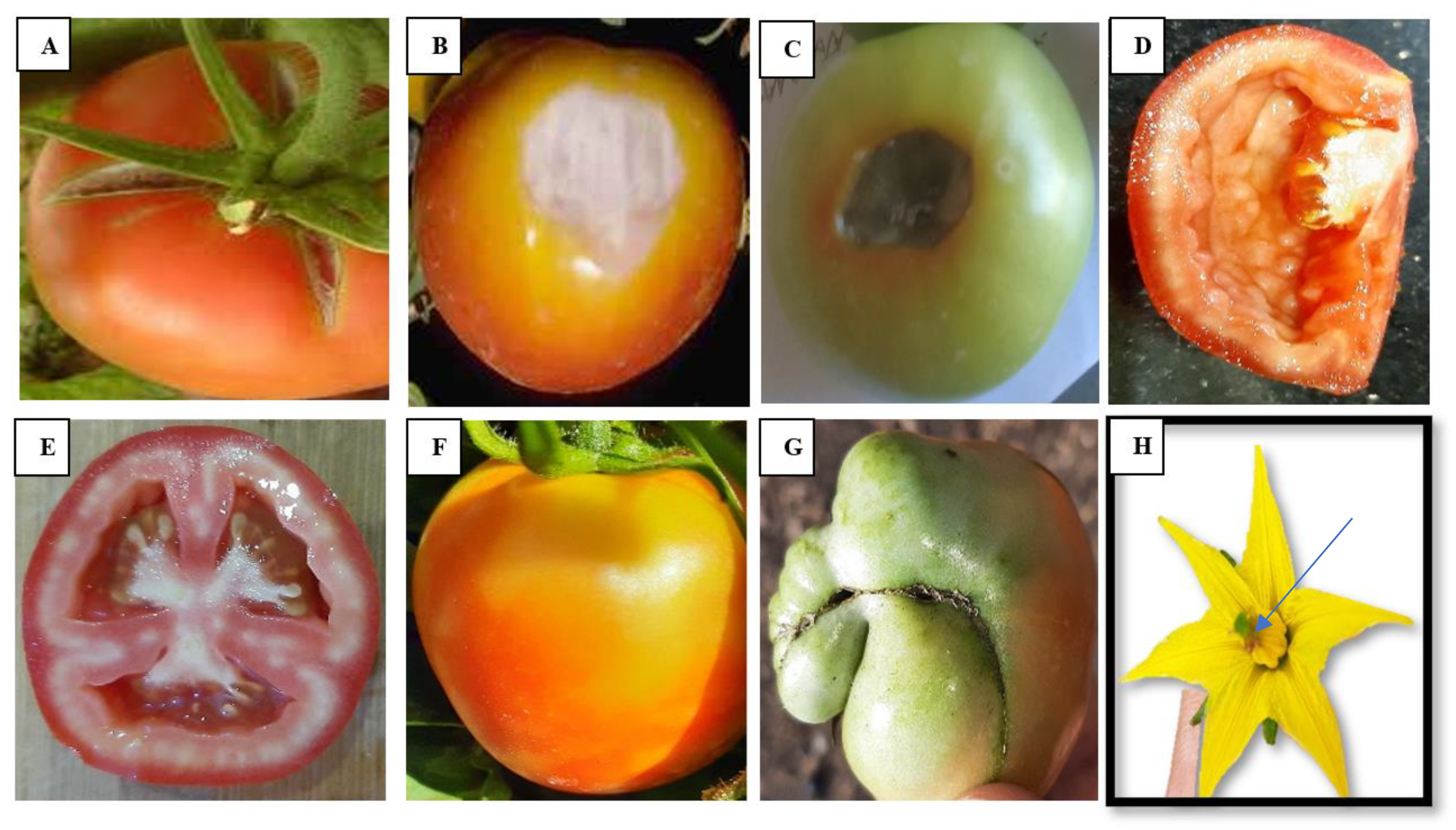 Horticulturae 09 00077 g009 Horticulturae 09 00077 g009