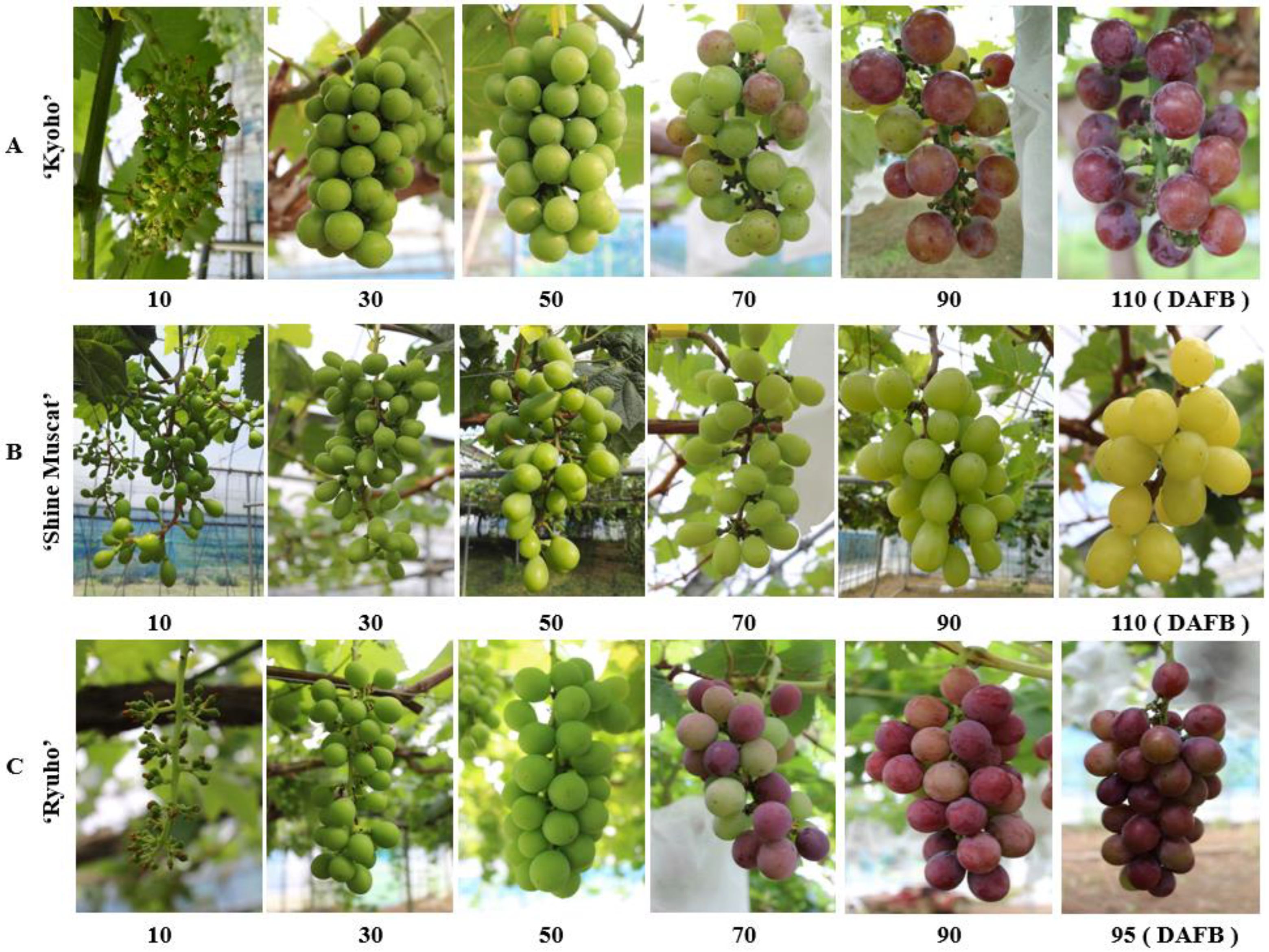 Horticulturae 09 00085 g001 Horticulturae 09 00085 g001