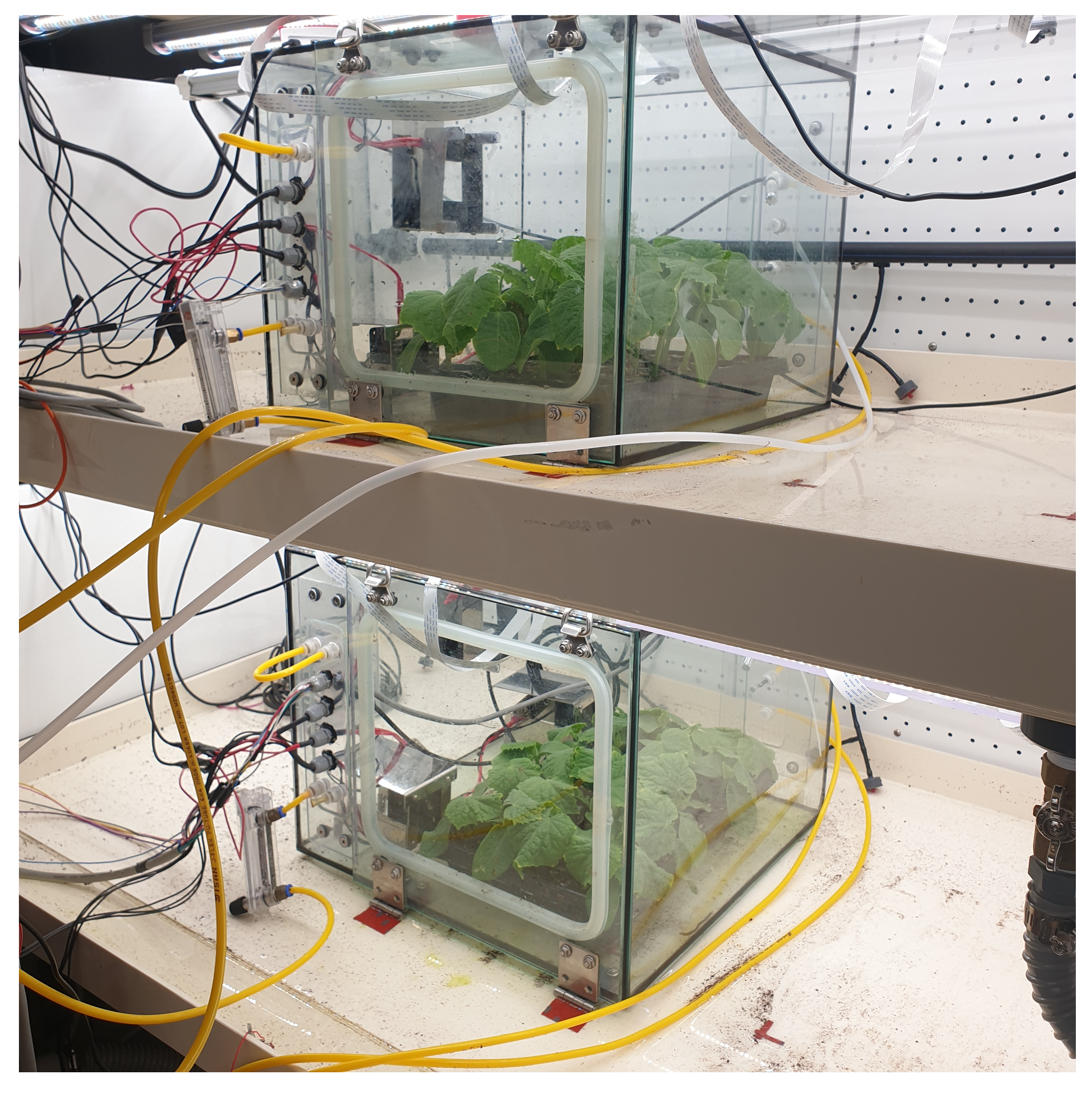 Horticulturae 09 00098 g002 Horticulturae 09 00098 g002