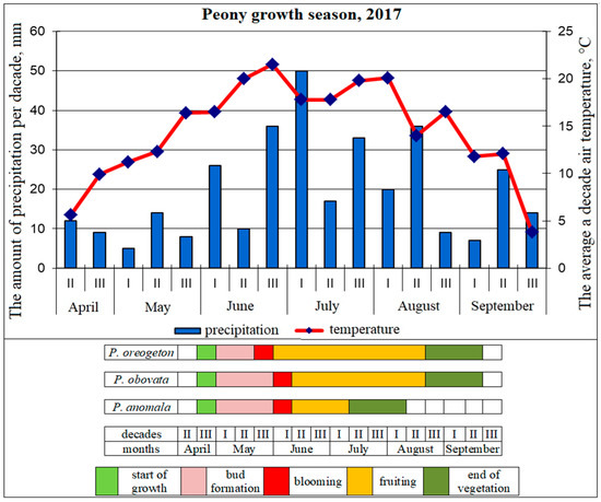 Seasonal Development of Paeonia obovata and Paeonia oreogeton and