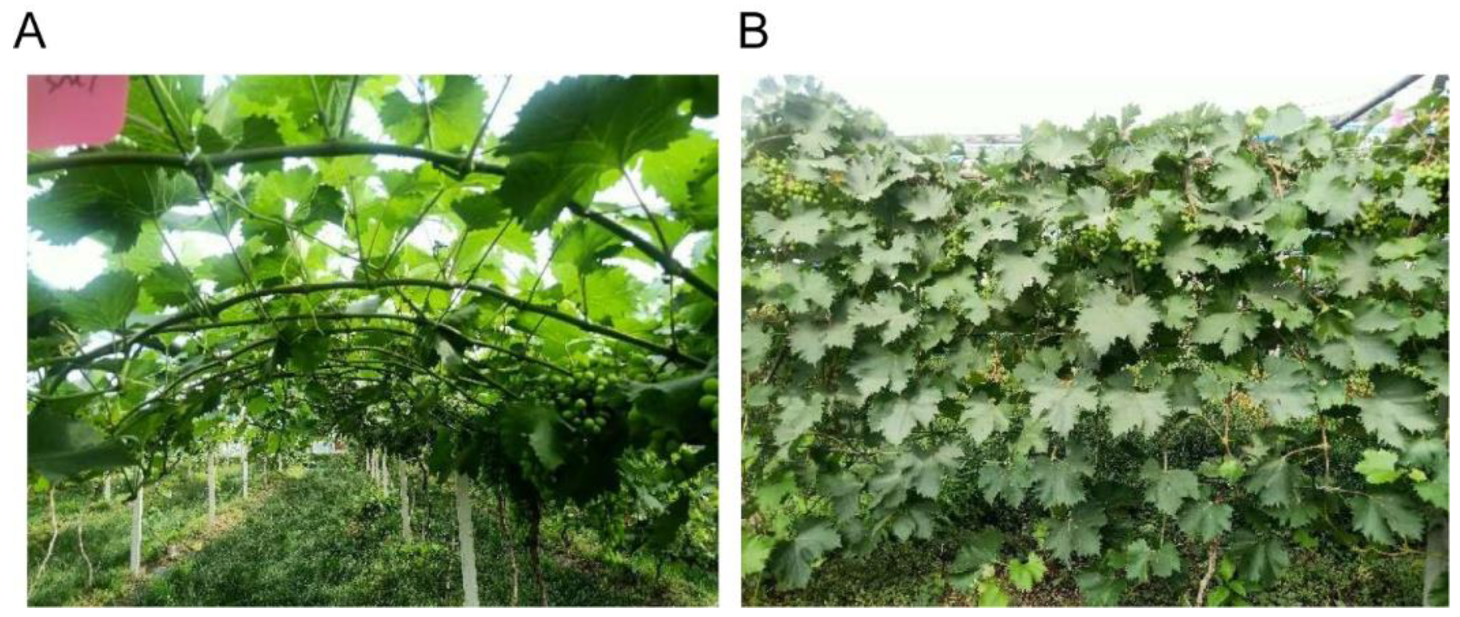 Horticulturae 09 00113 g001 Horticulturae 09 00113 g001