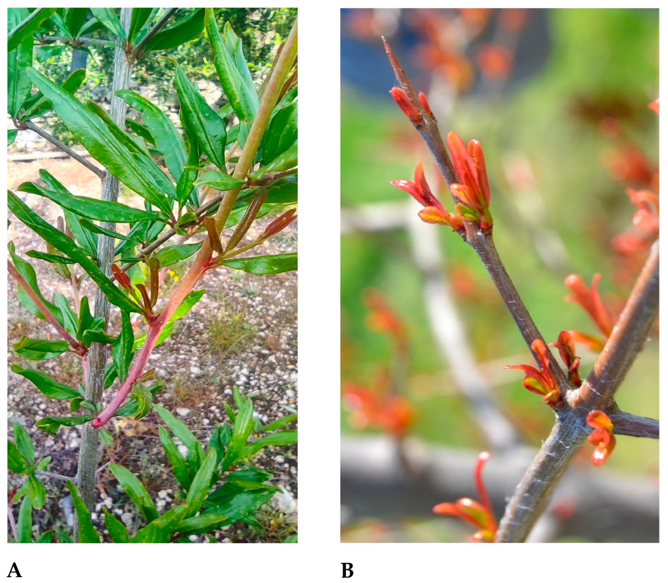 Horticulturae 09 00117 g001