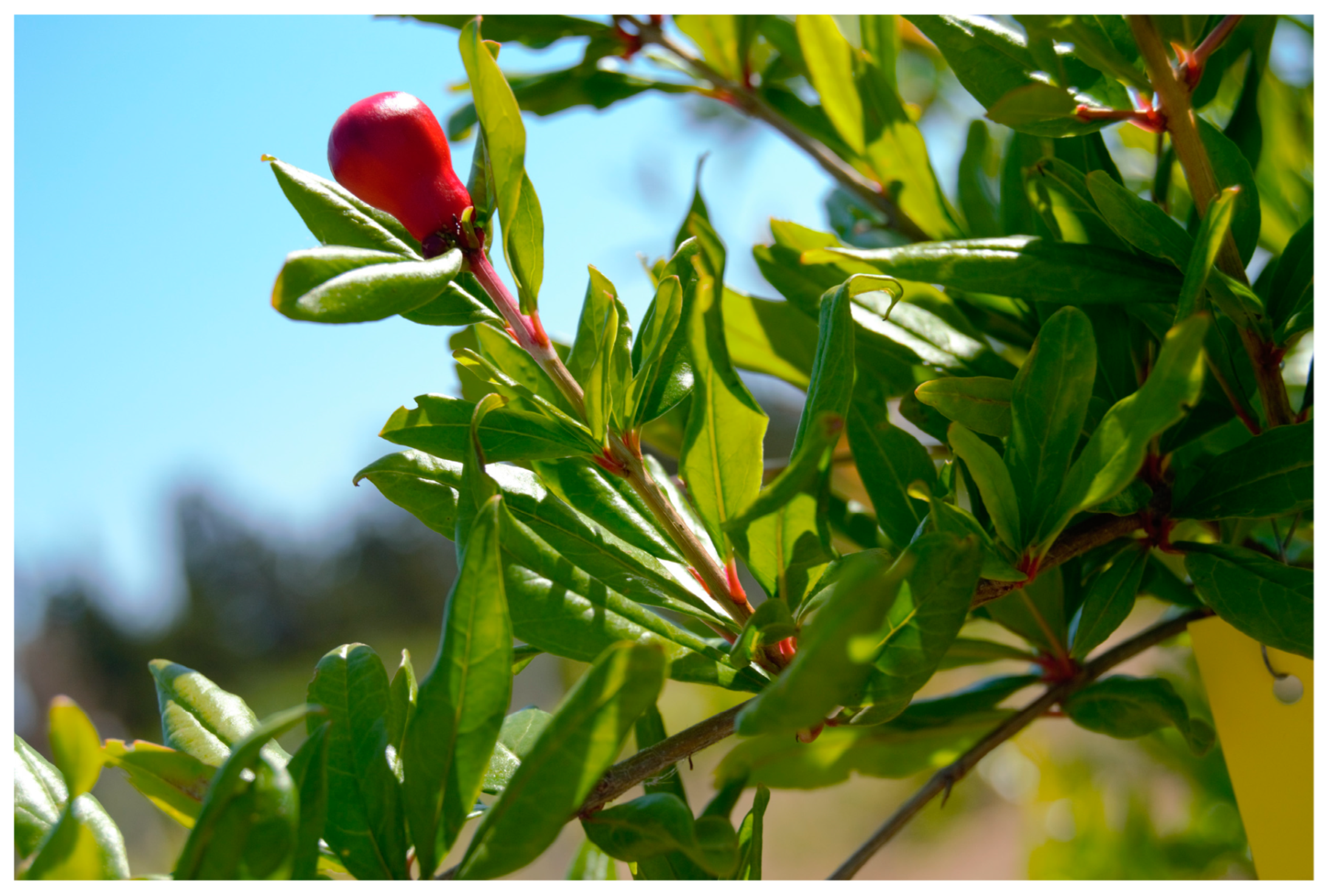 Horticulturae 09 00117 g002