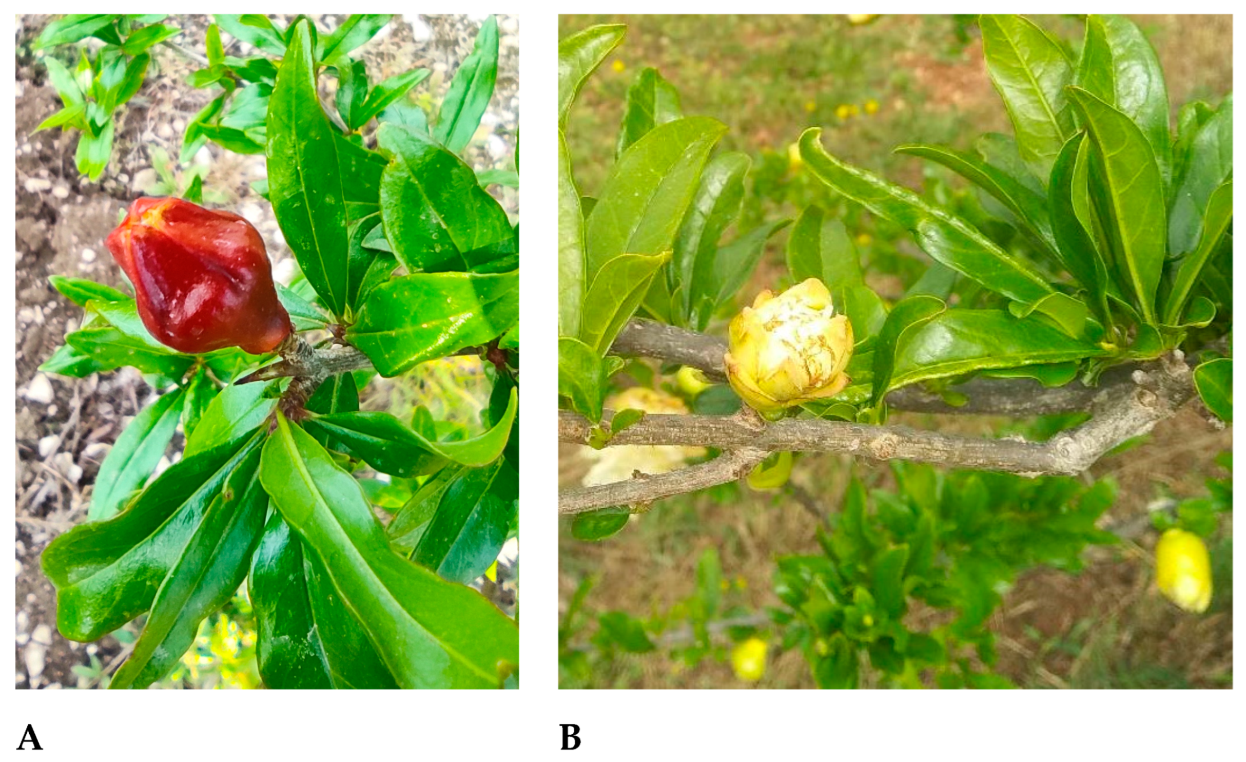 Horticulturae 09 00117 g004