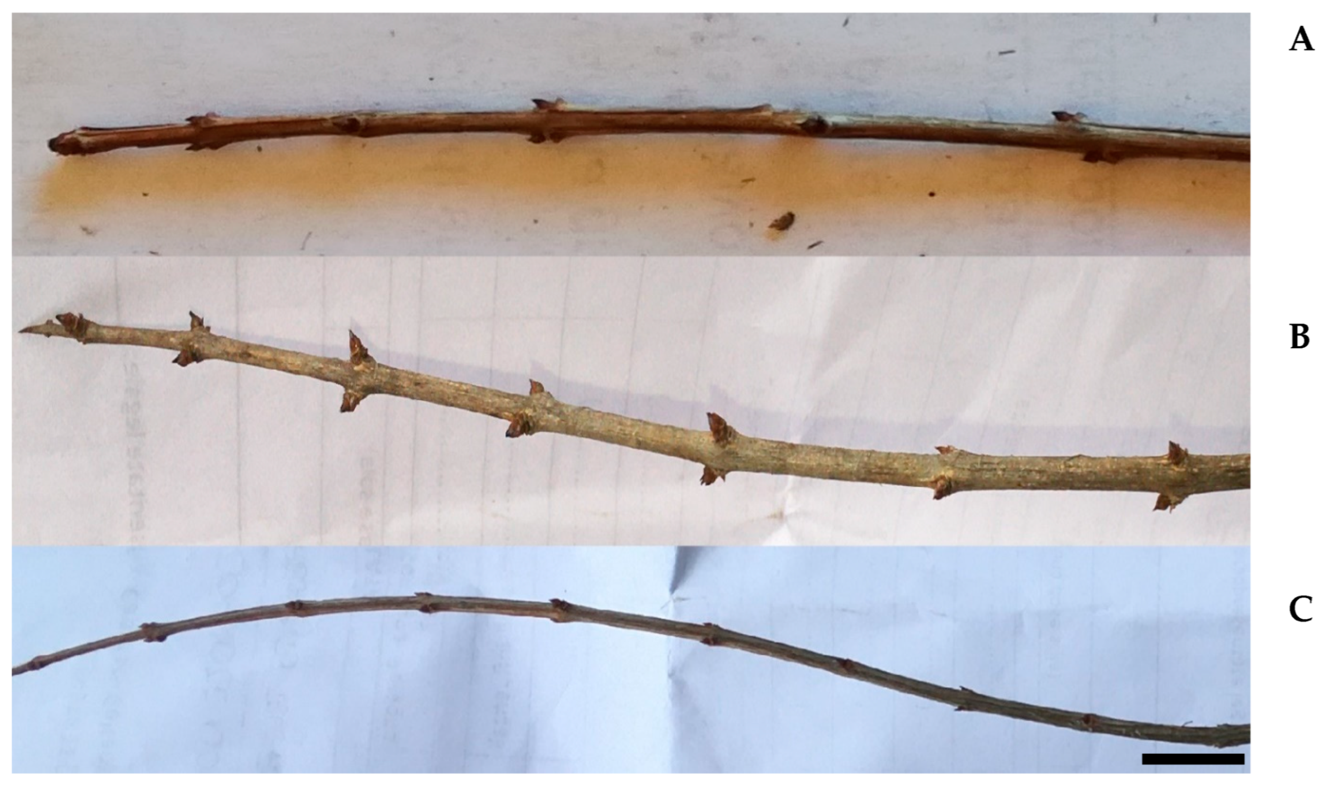 Horticulturae 09 00117 g005