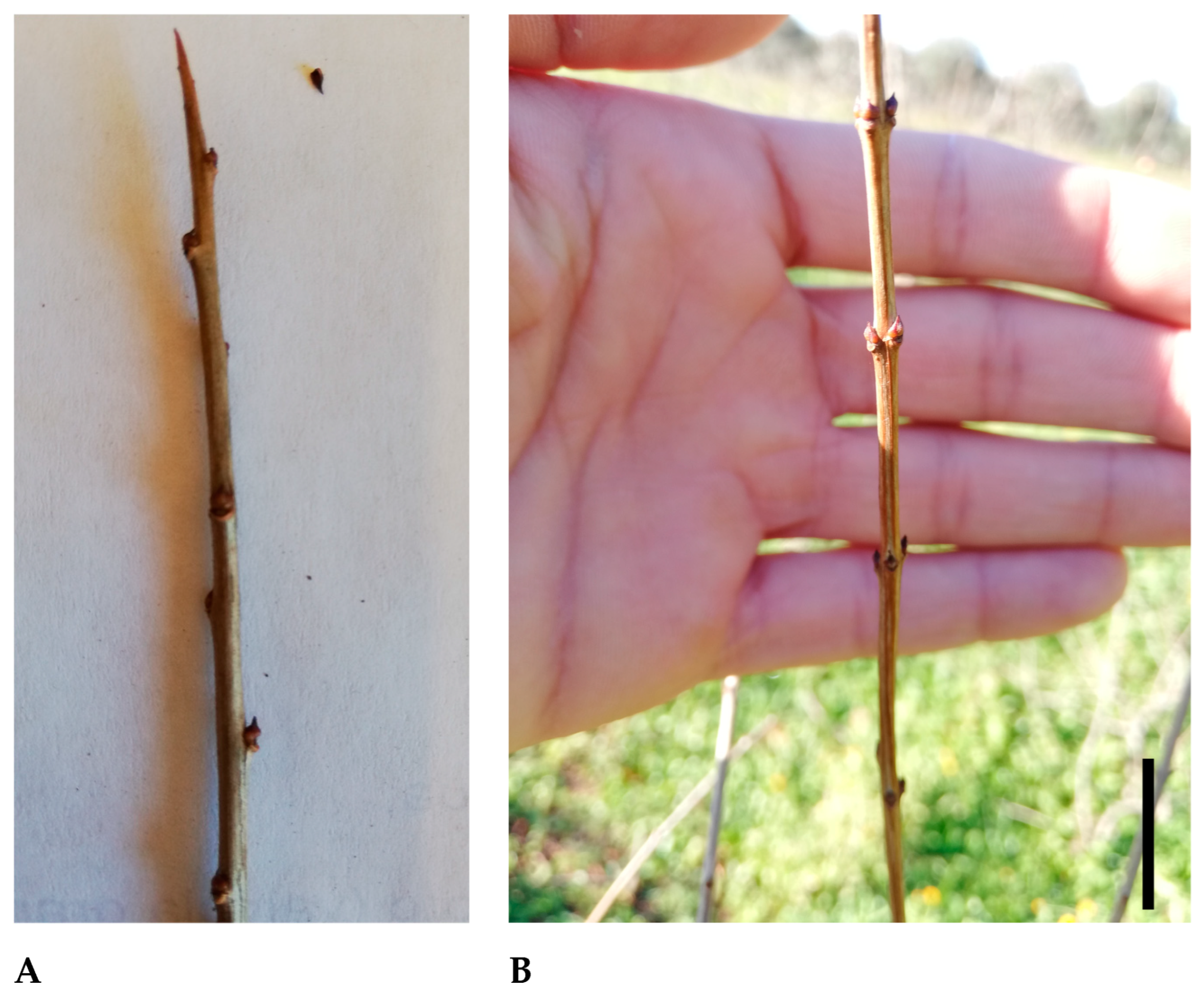 Horticulturae 09 00117 g006