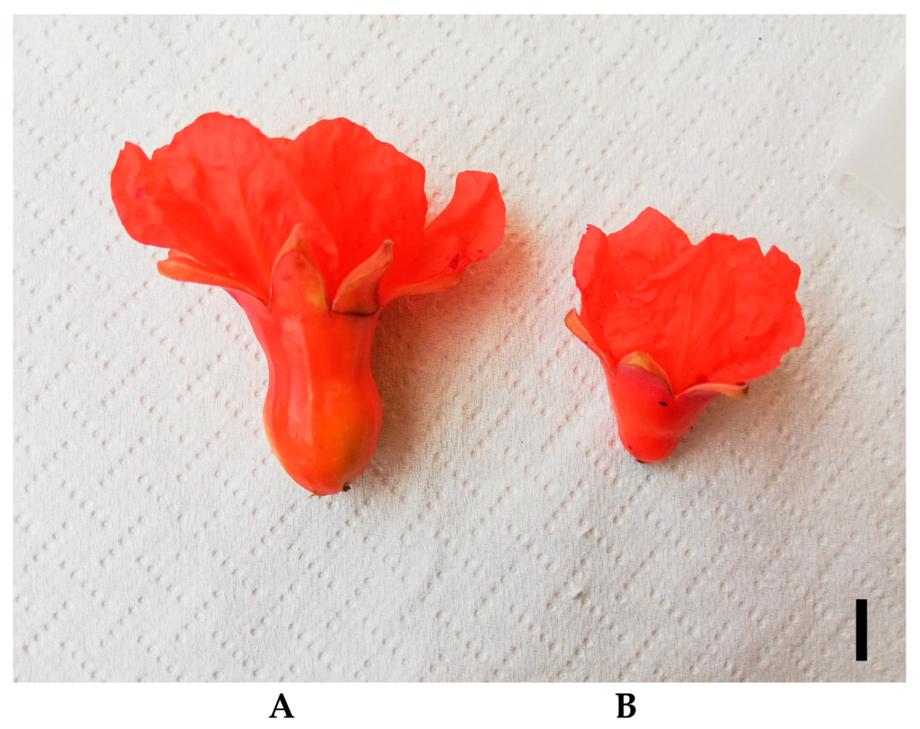 Horticulturae 09 00117 g007