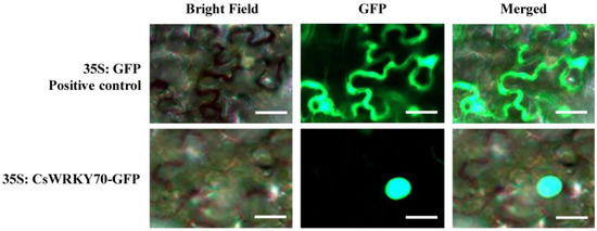 The WRKY Transcription Factor CsWRKY70 Regulates EGCG