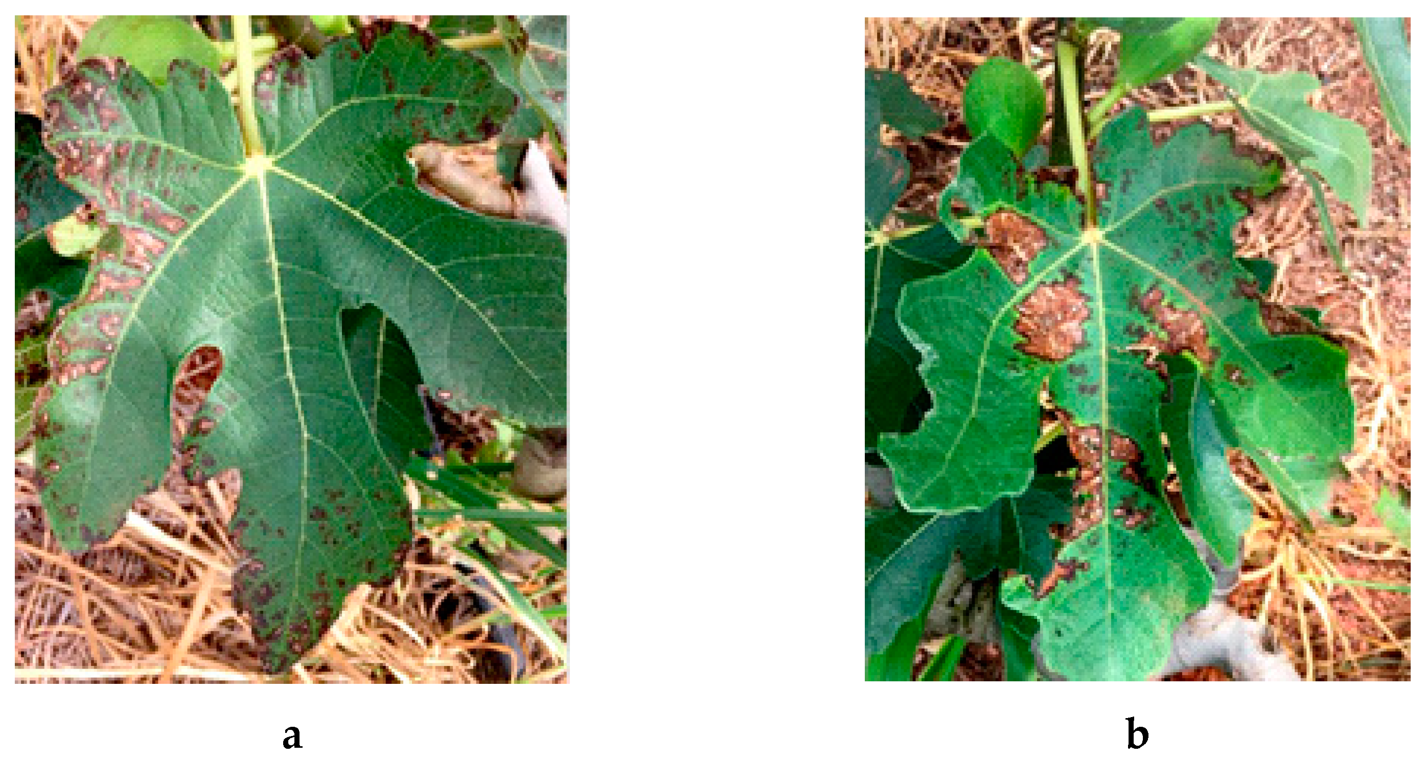 Horticulturae 09 00123 g002