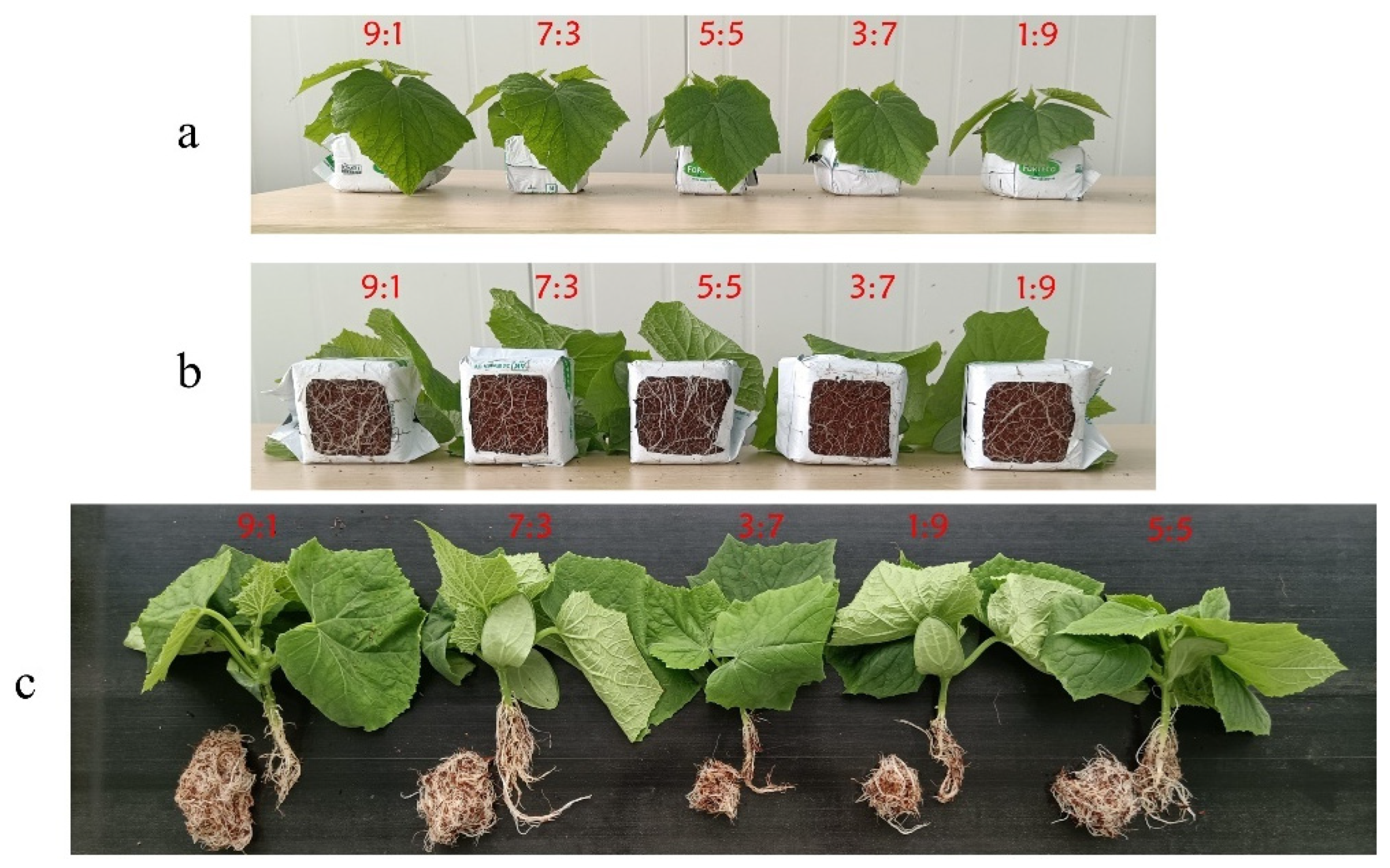 Horticulturae 09 00124 g004