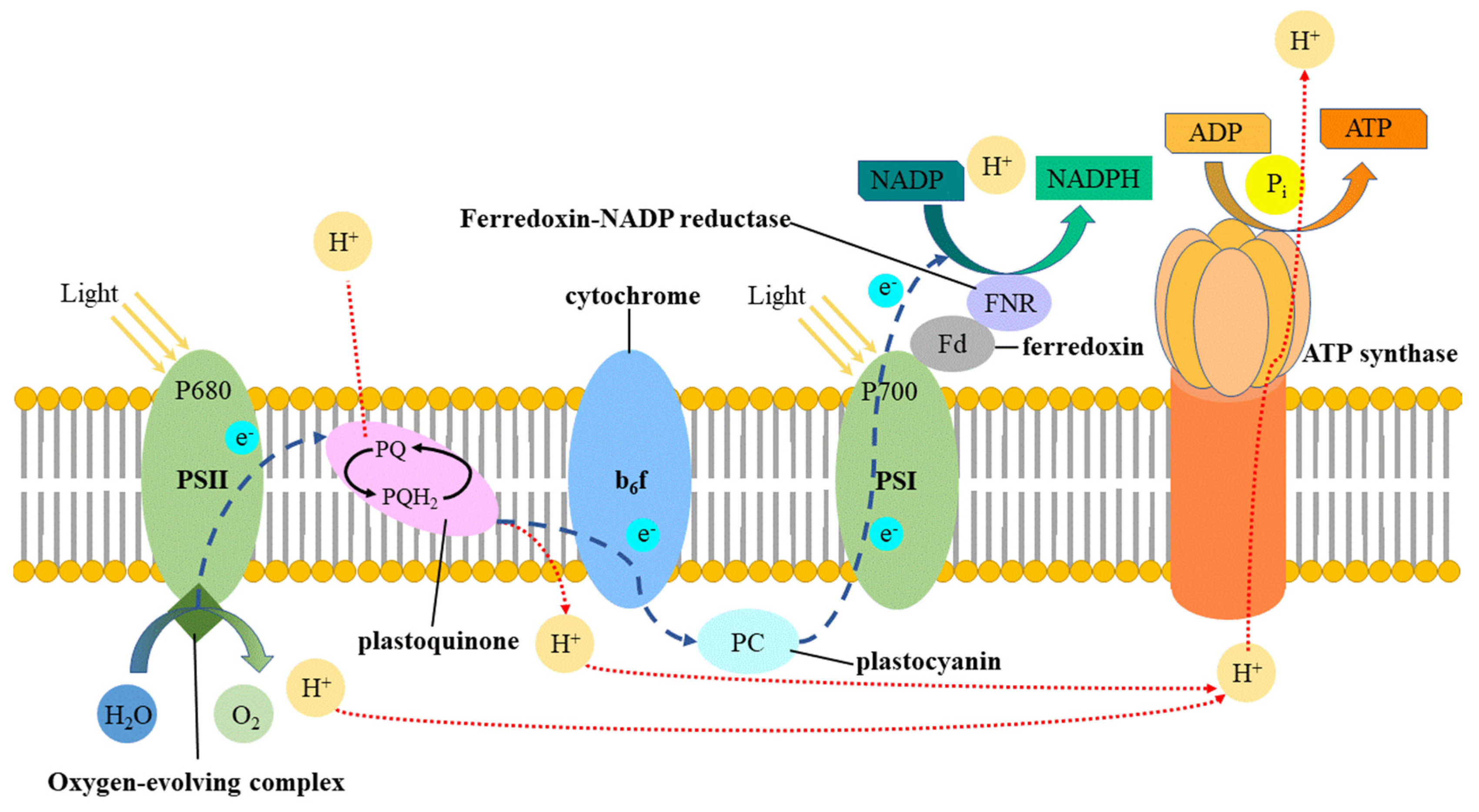 Horticulturae 09 00124 g008