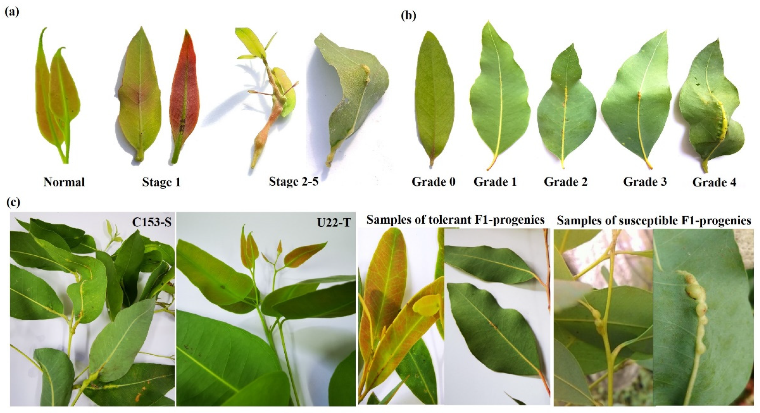 Horticulturae 09 00127 g001 Horticulturae 09 00127 g001