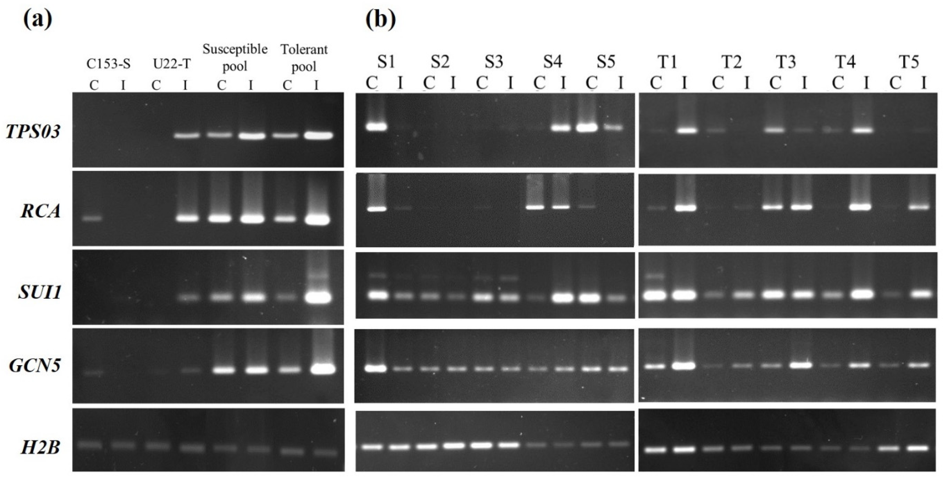 Horticulturae 09 00127 g007 Horticulturae 09 00127 g007