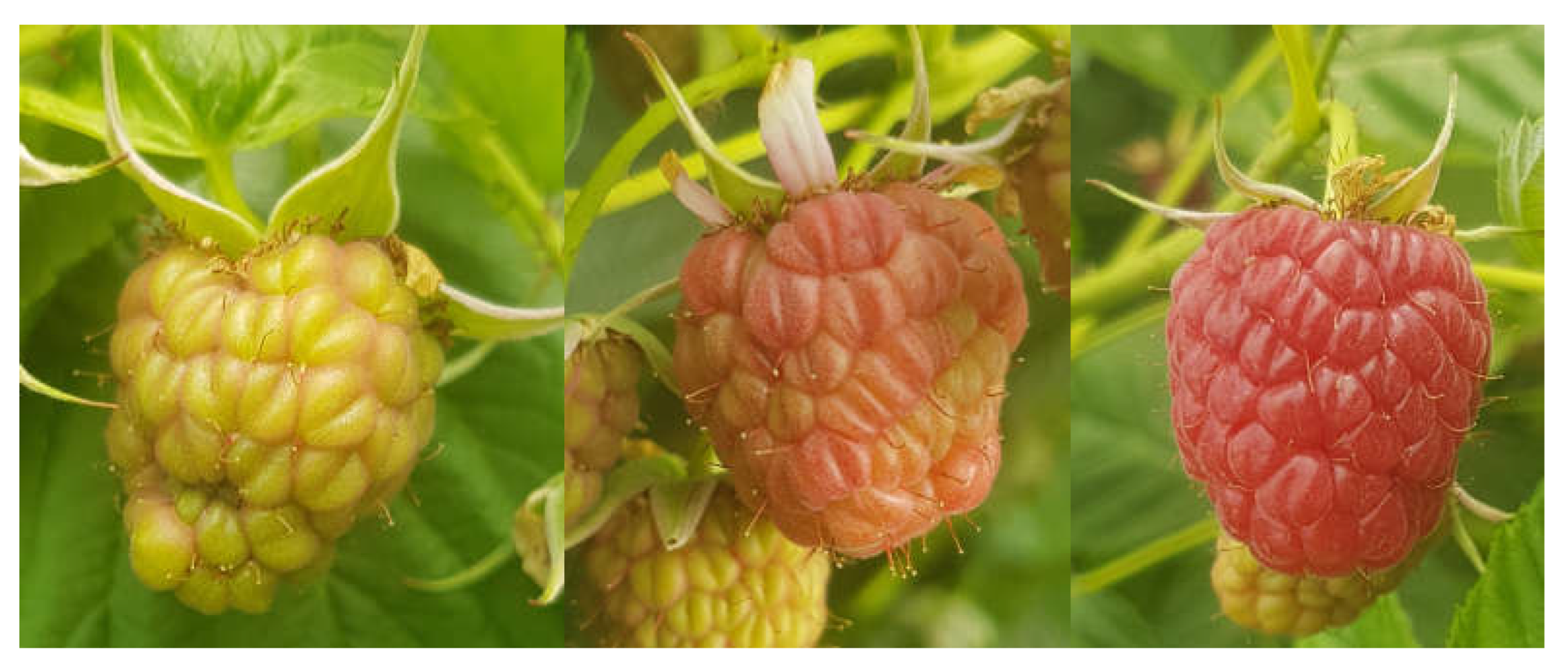 Horticulturae 09 00128 g001 Horticulturae 09 00128 g001