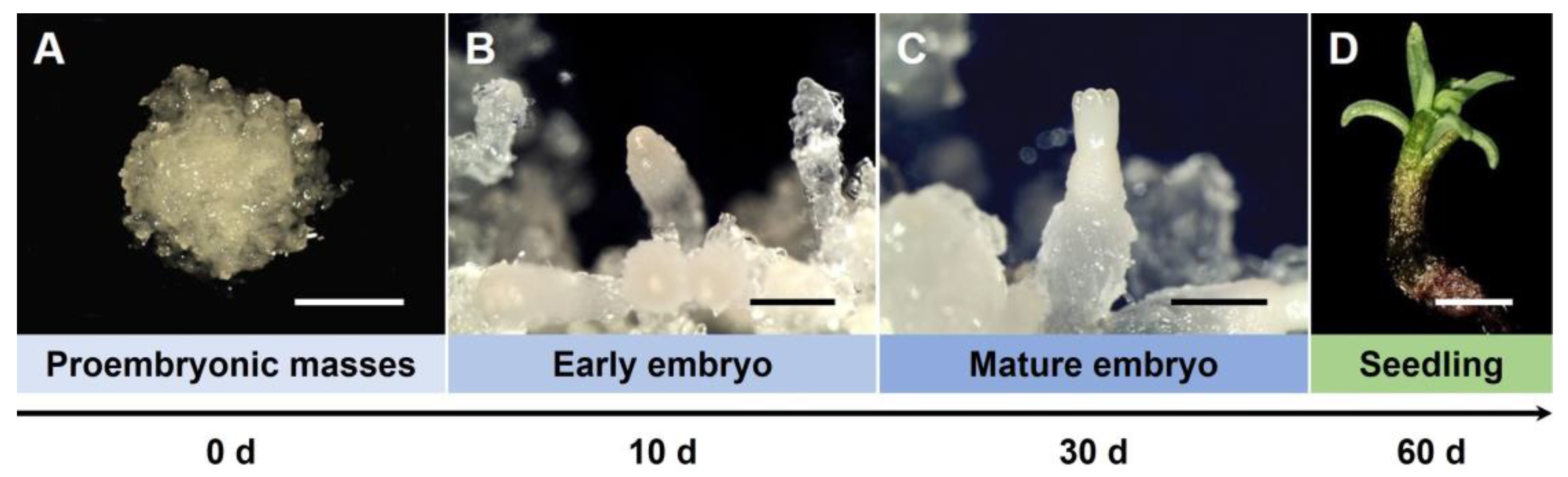 Horticulturae 09 00131 g007 Horticulturae 09 00131 g007
