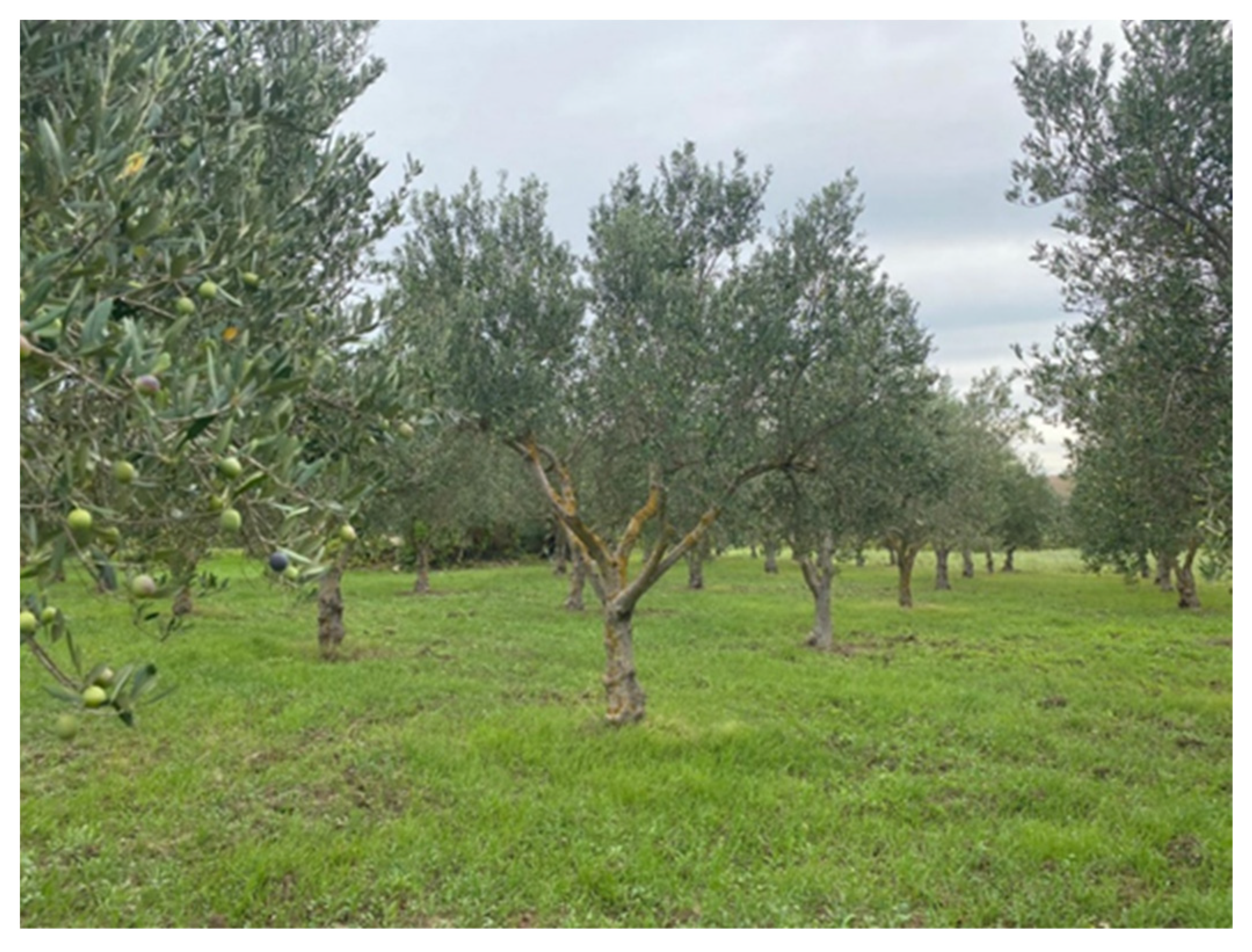 Horticulturae 09 00133 g002