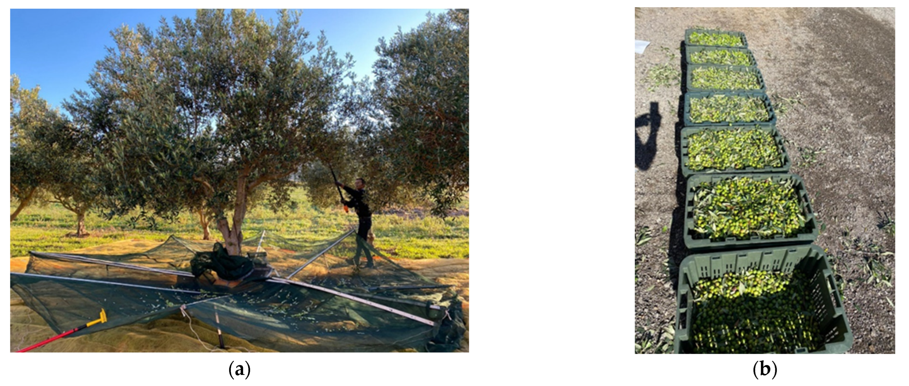 Horticulturae 09 00133 g005