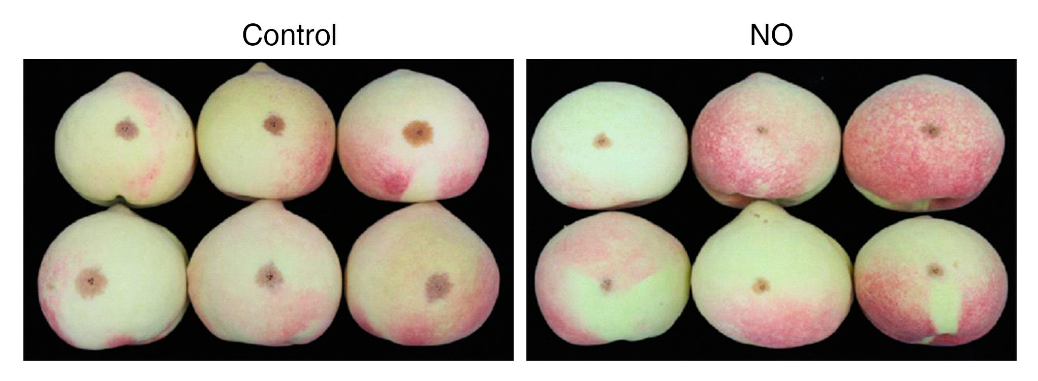 Horticulturae 09 00135 g004 Horticulturae 09 00135 g004