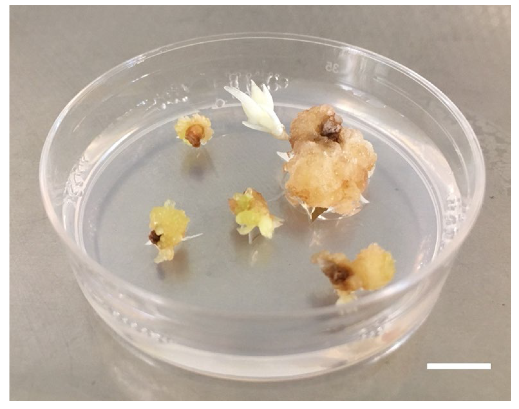 Horticulturae 09 00138 g004 Horticulturae 09 00138 g004