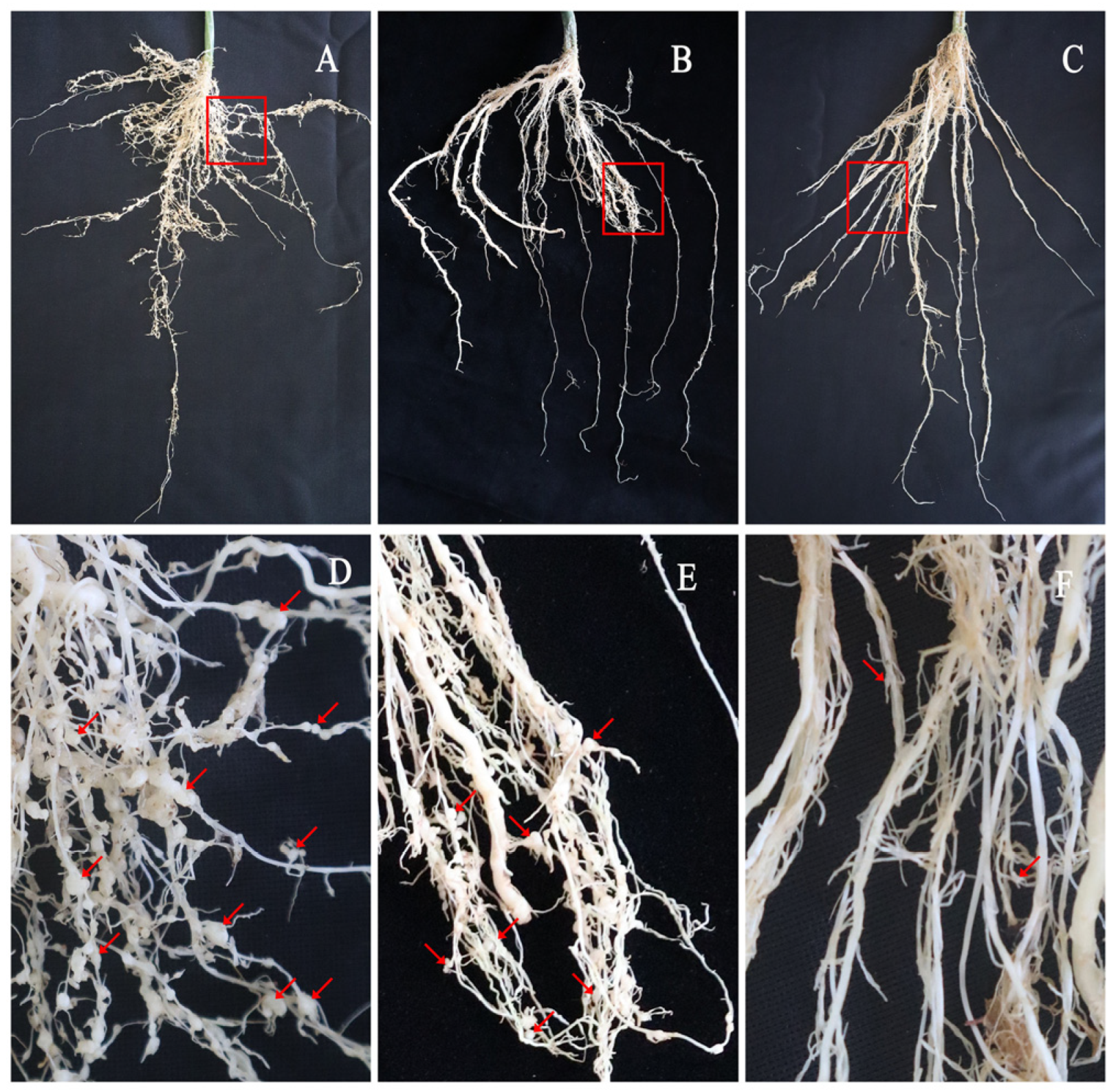 Horticulturae 09 00139 g002