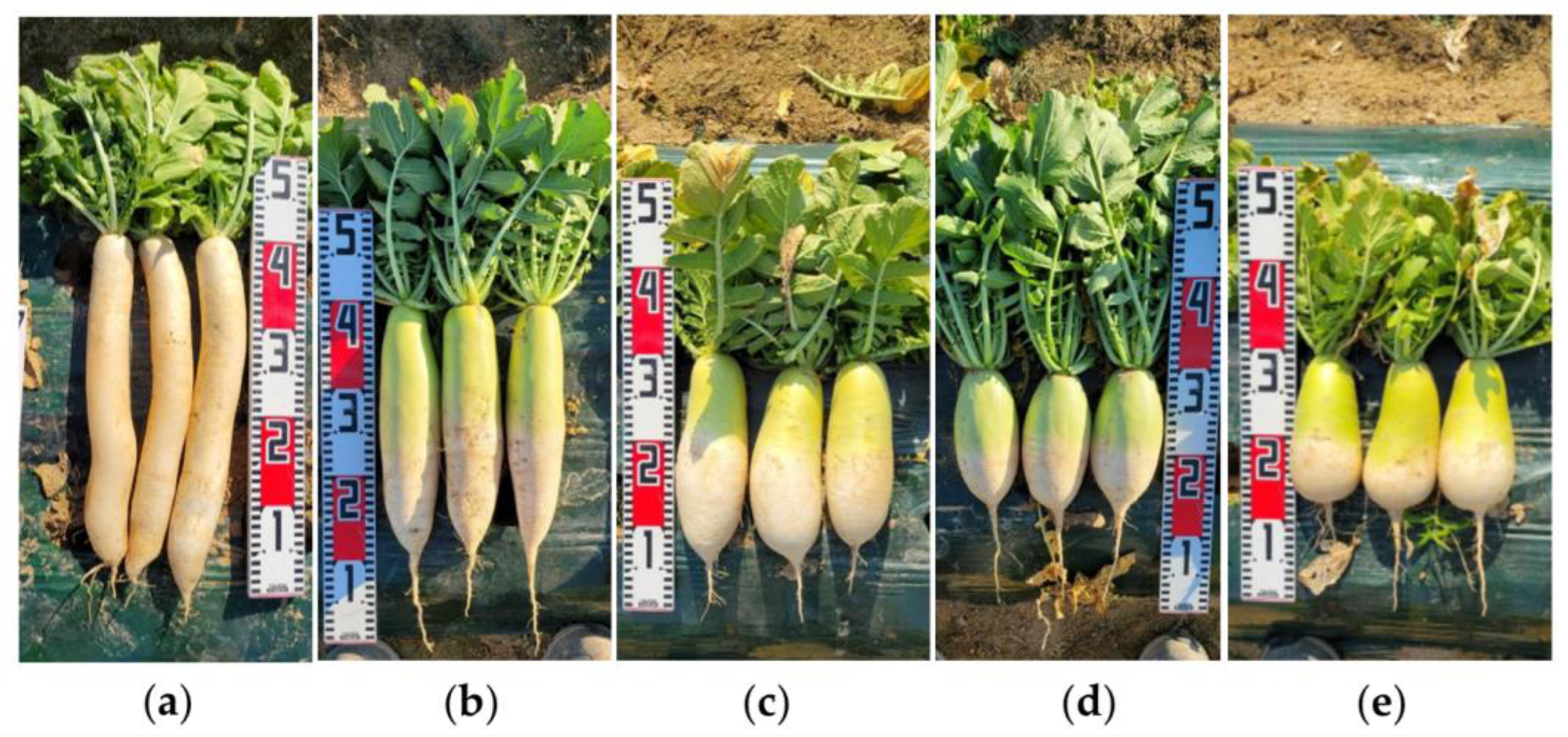 Horticulturae 09 00140 g005 Horticulturae 09 00140 g005
