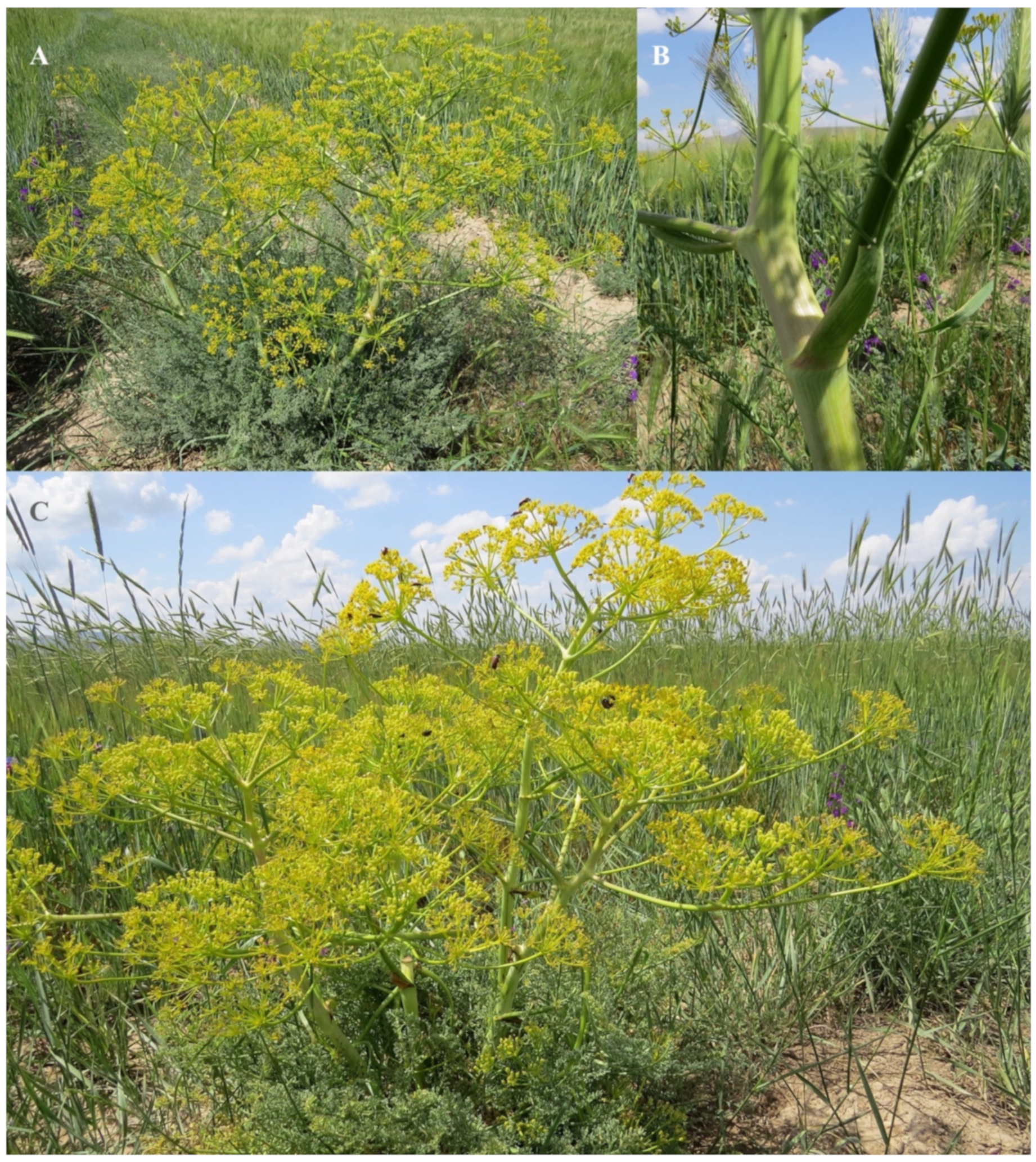 Horticulturae 09 00144 g003