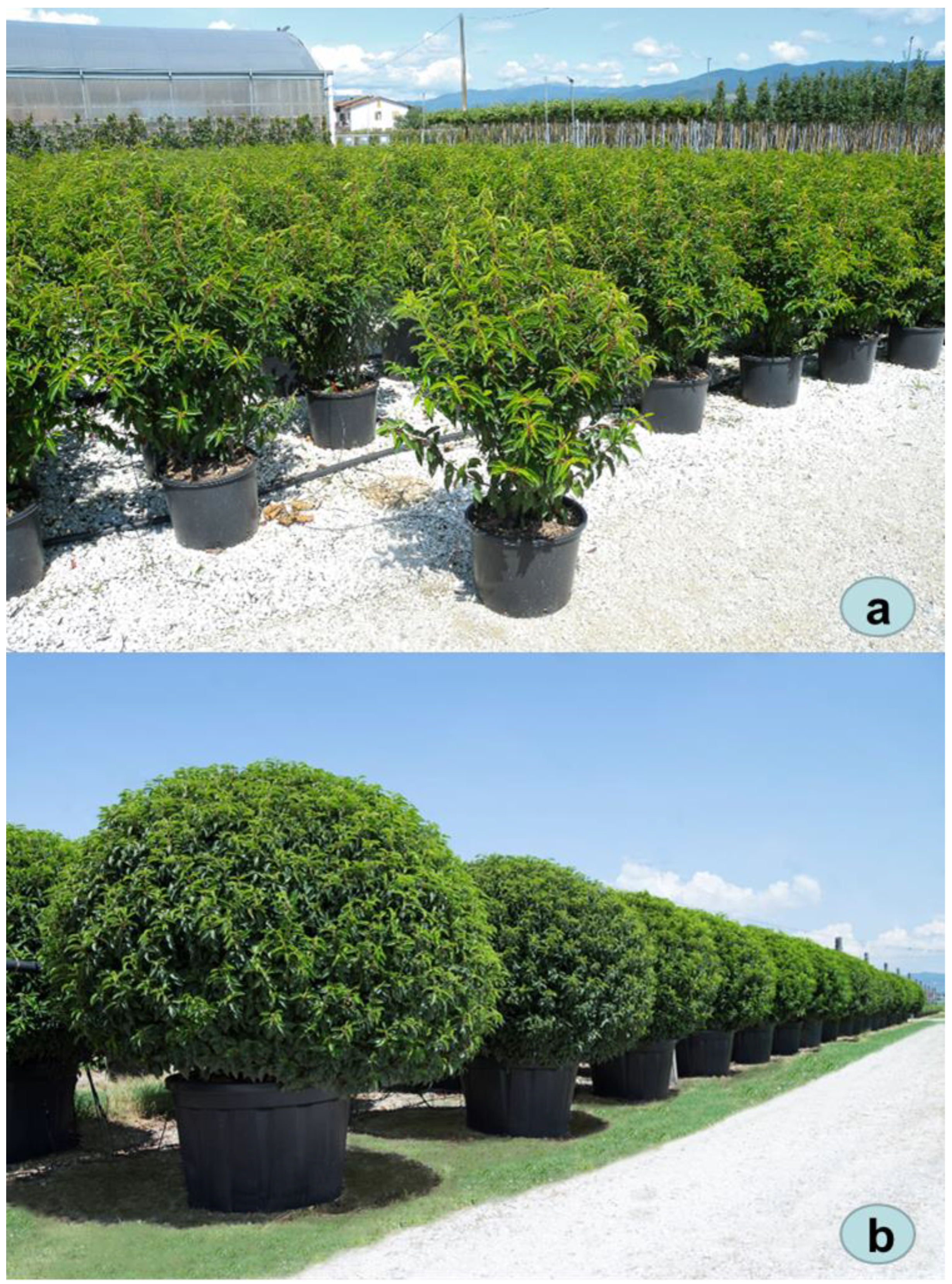 Horticulturae | Free Full-Text | Morphological and Molecular Identification  of Dactylonectria macrodidyma as Causal Agent of a Severe Prunus lusitanica  Dieback in Italy