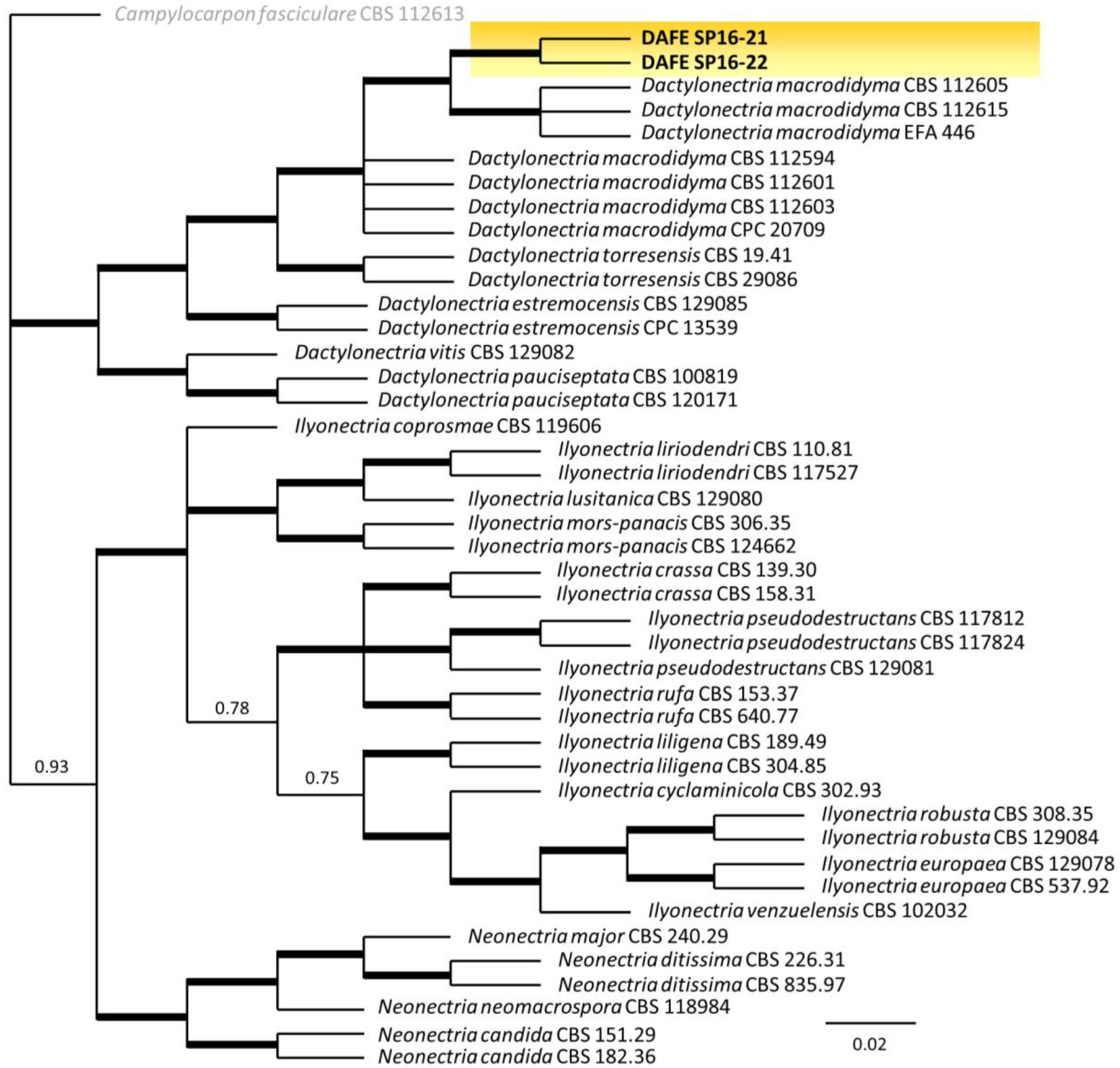 Horticulturae | Free Full-Text | Morphological and Molecular Identification  of Dactylonectria macrodidyma as Causal Agent of a Severe Prunus lusitanica  Dieback in Italy